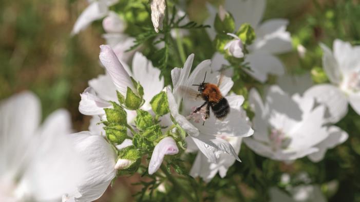 En humla som svärmar vid vita blommor.