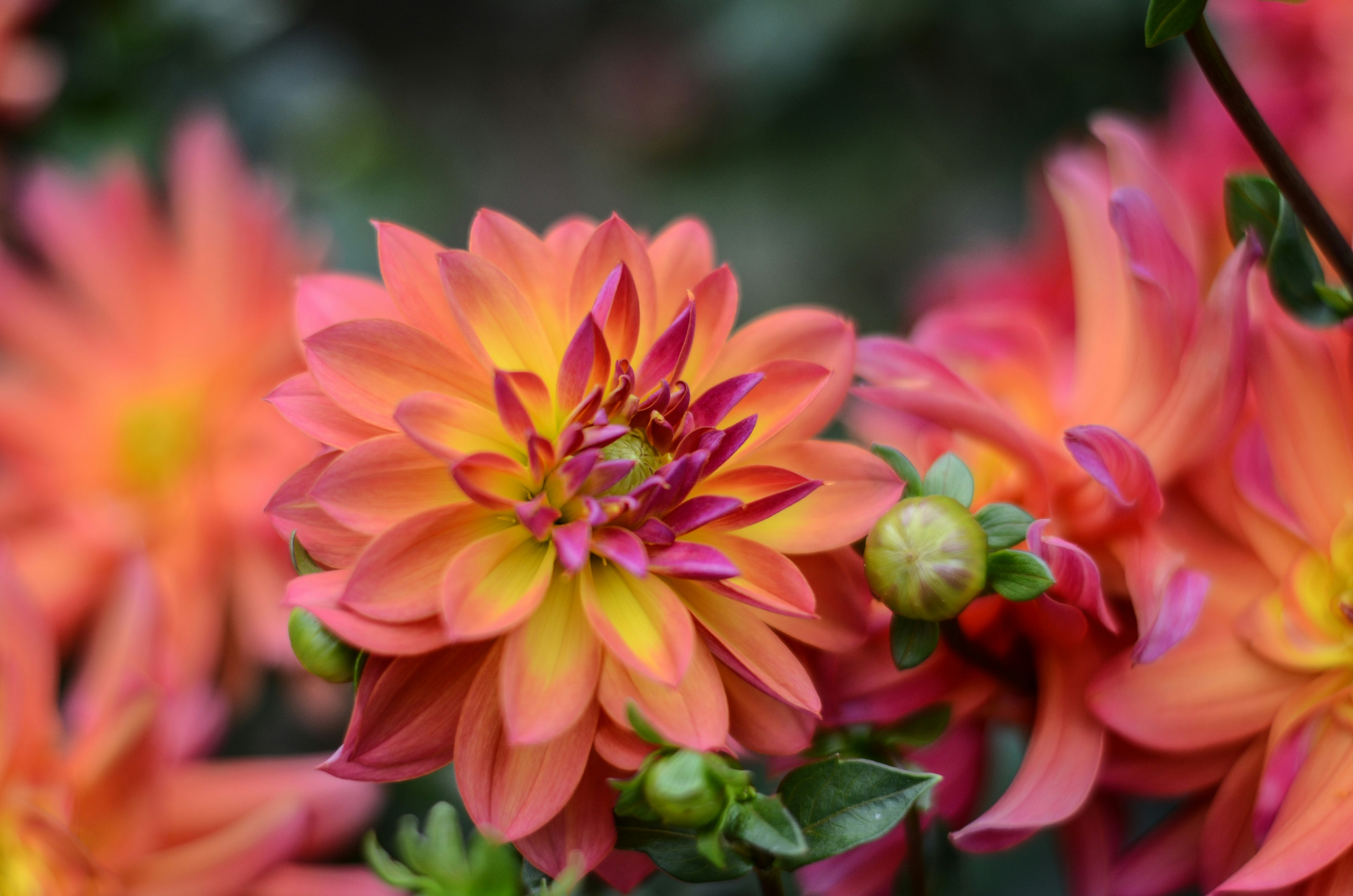 En orangeröd dahlia