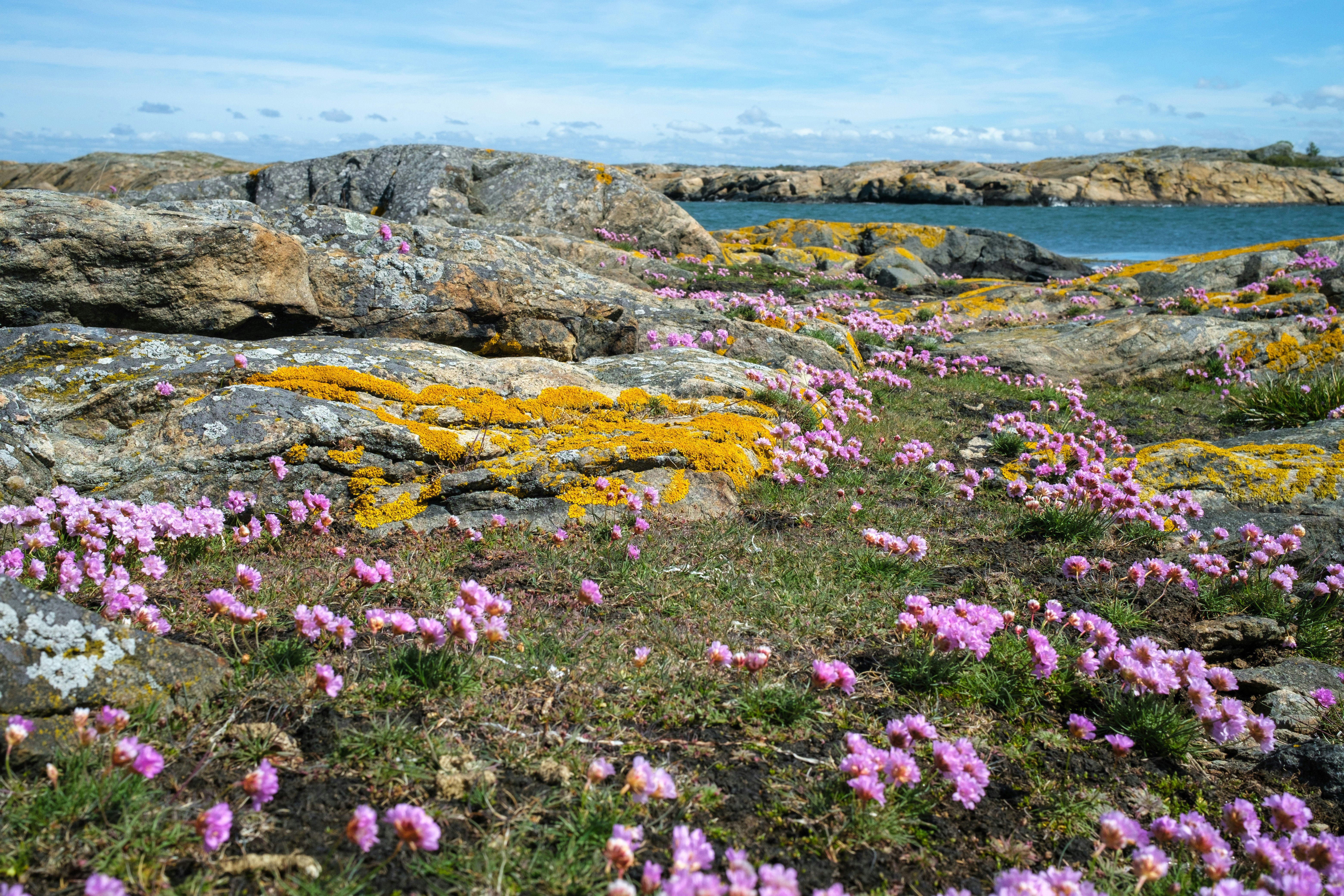 Blommande trift, vid klippor och hav.