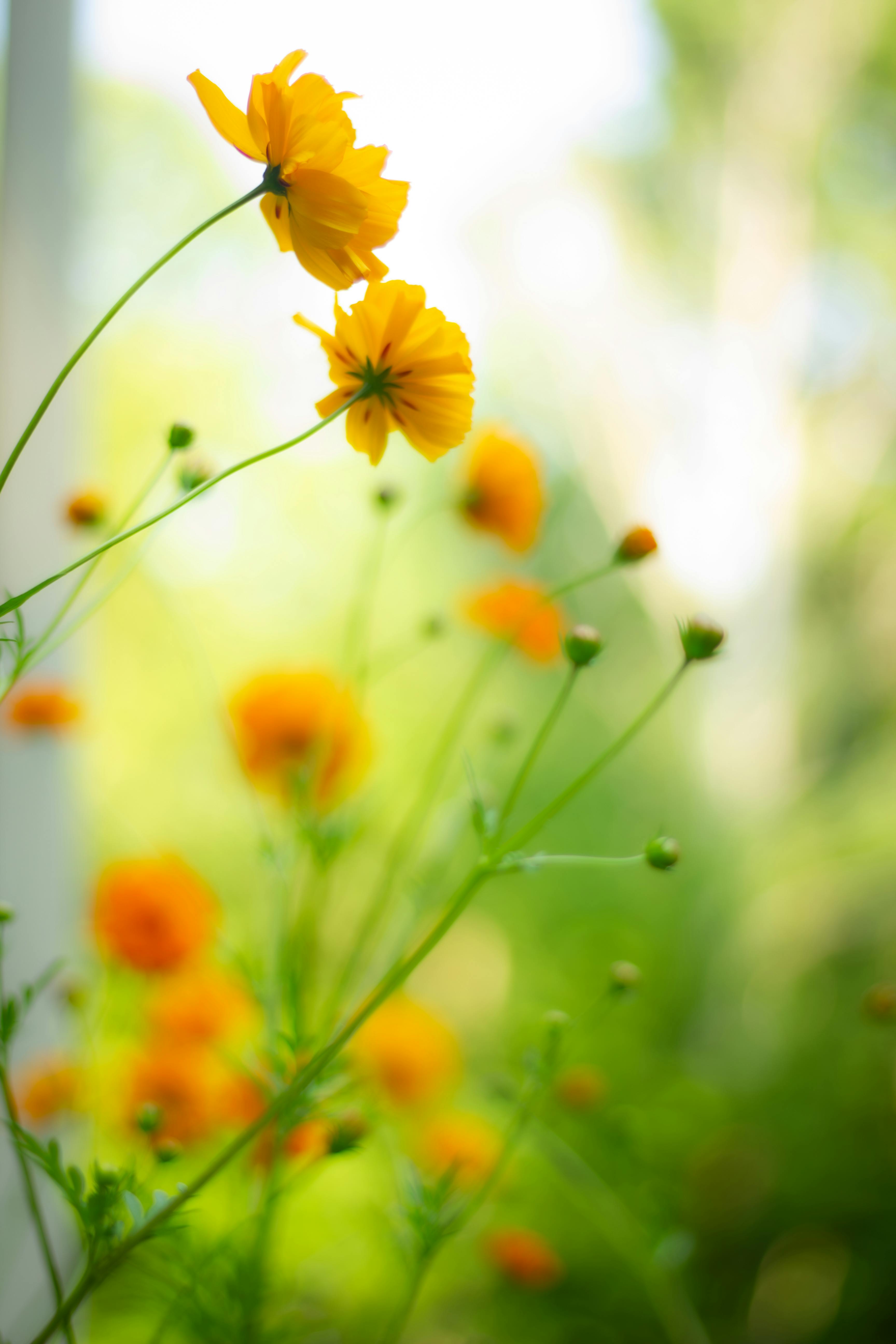 Gula sommarblommor