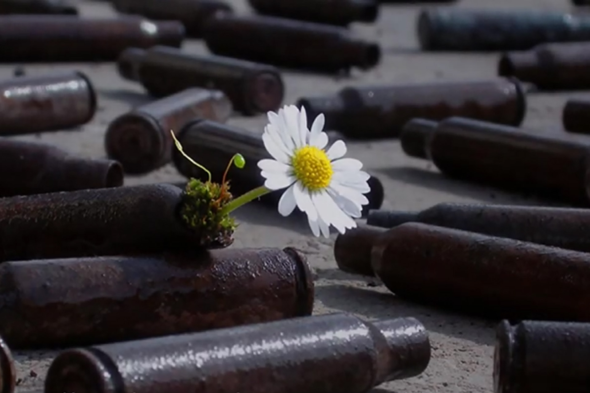En vit blomma slår ut bland gamla mörkbruna flaskor strödda över marken