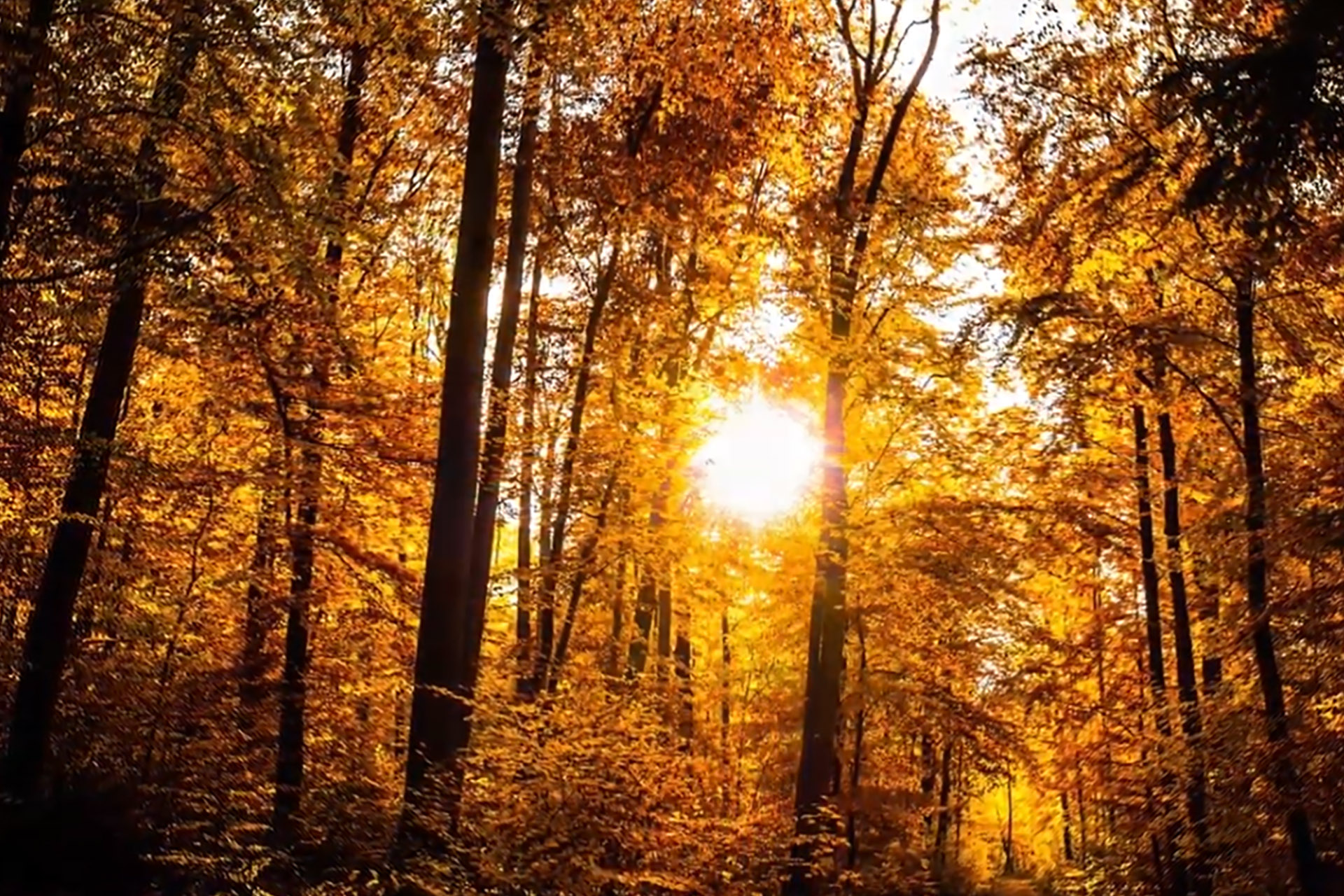 Bild på sol i en höstskog
