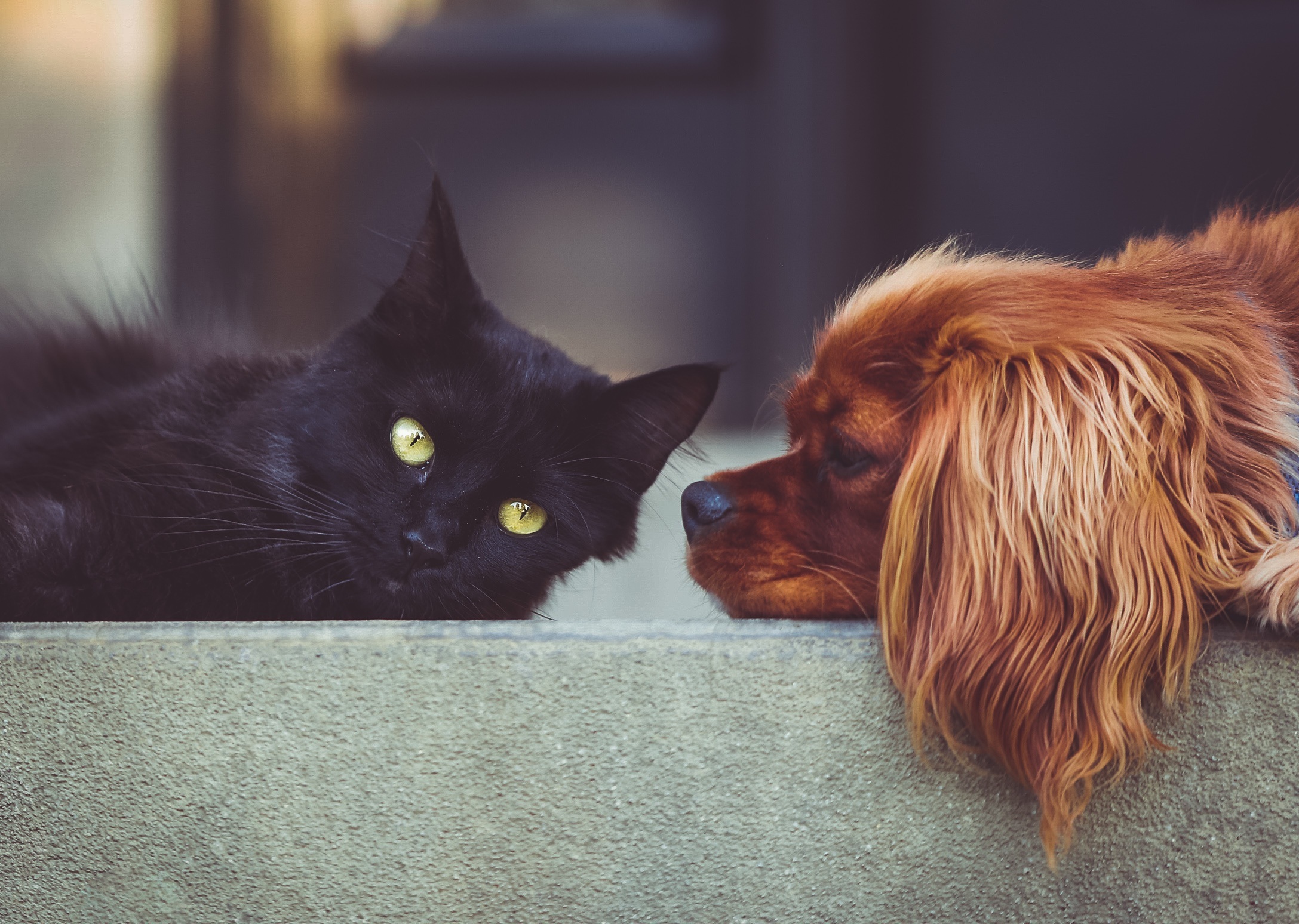 En svart katt och en brun hund