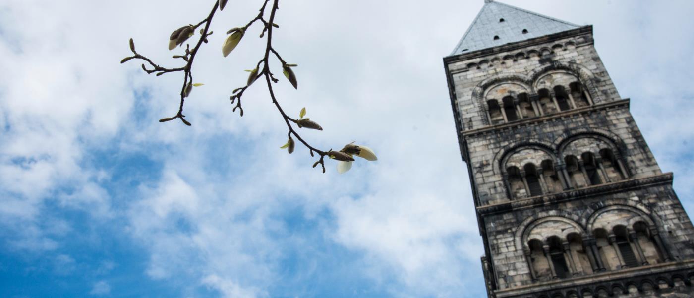 Lunds domkyrka och en blommande magnoliagren.