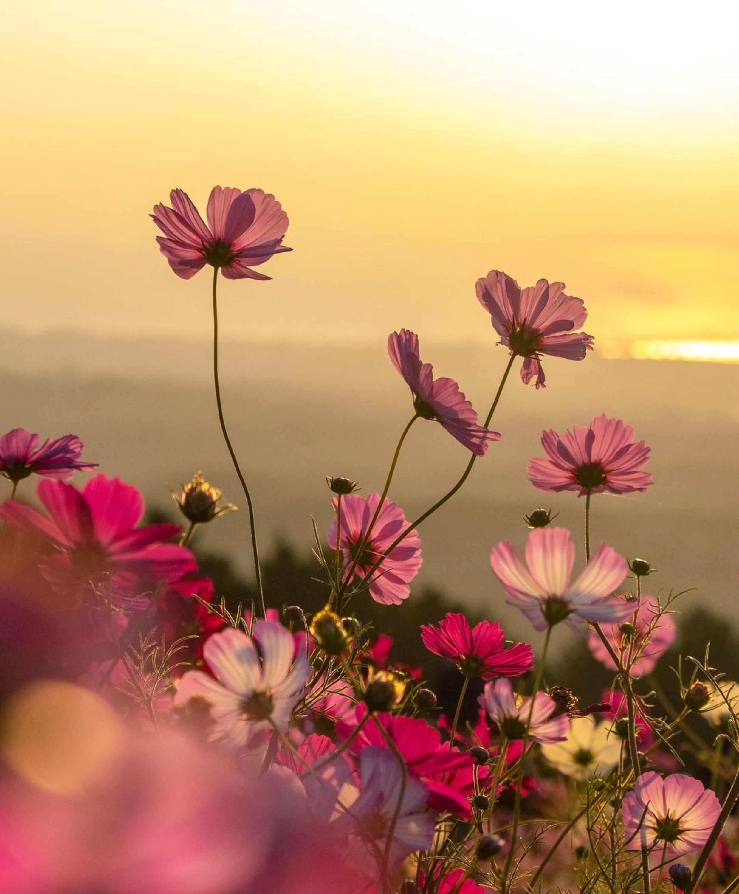 Blommor i cerise och rosa mot solnedgångsbakgrund