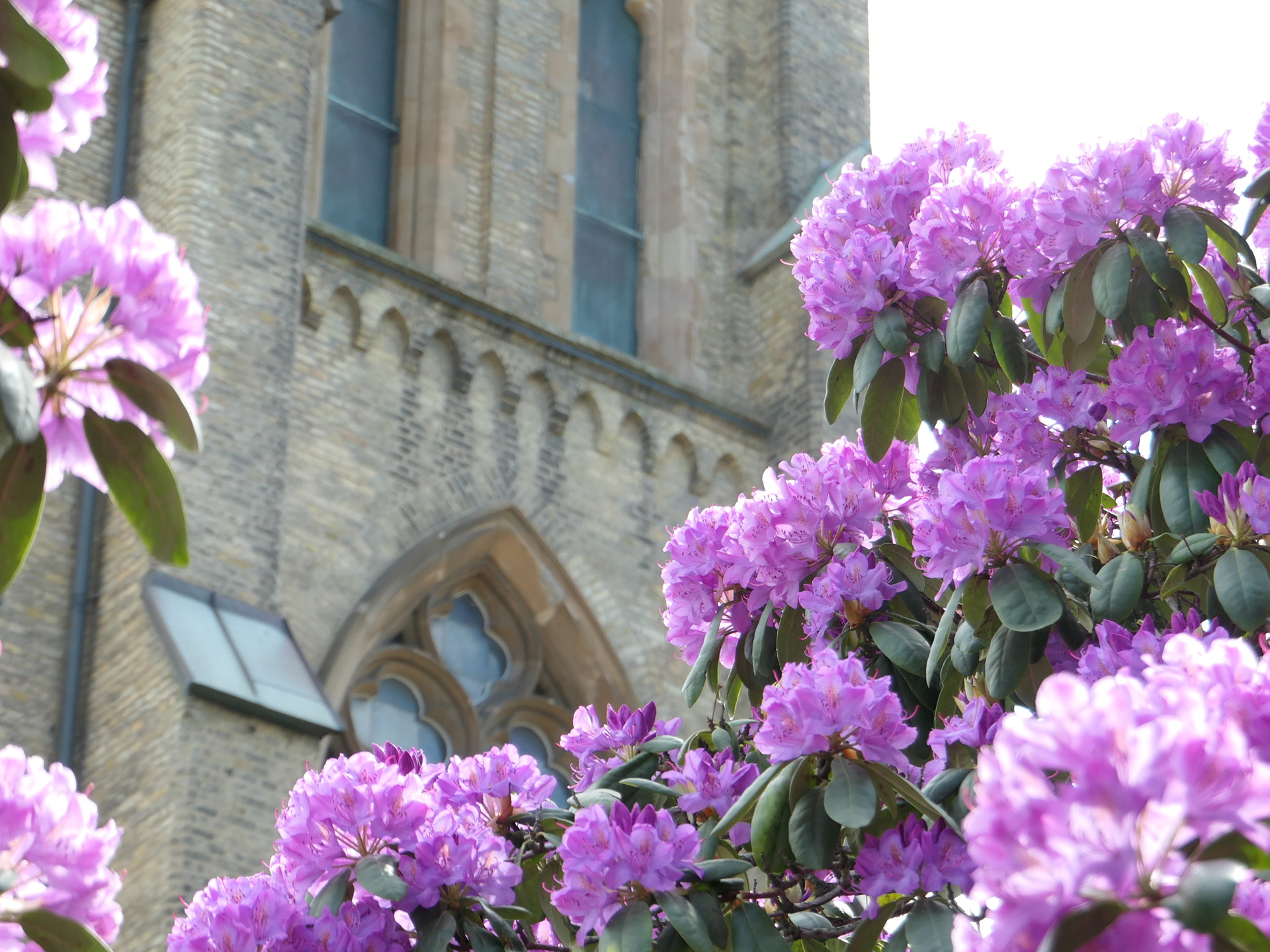 Rhododendron framför Hagakyrkan