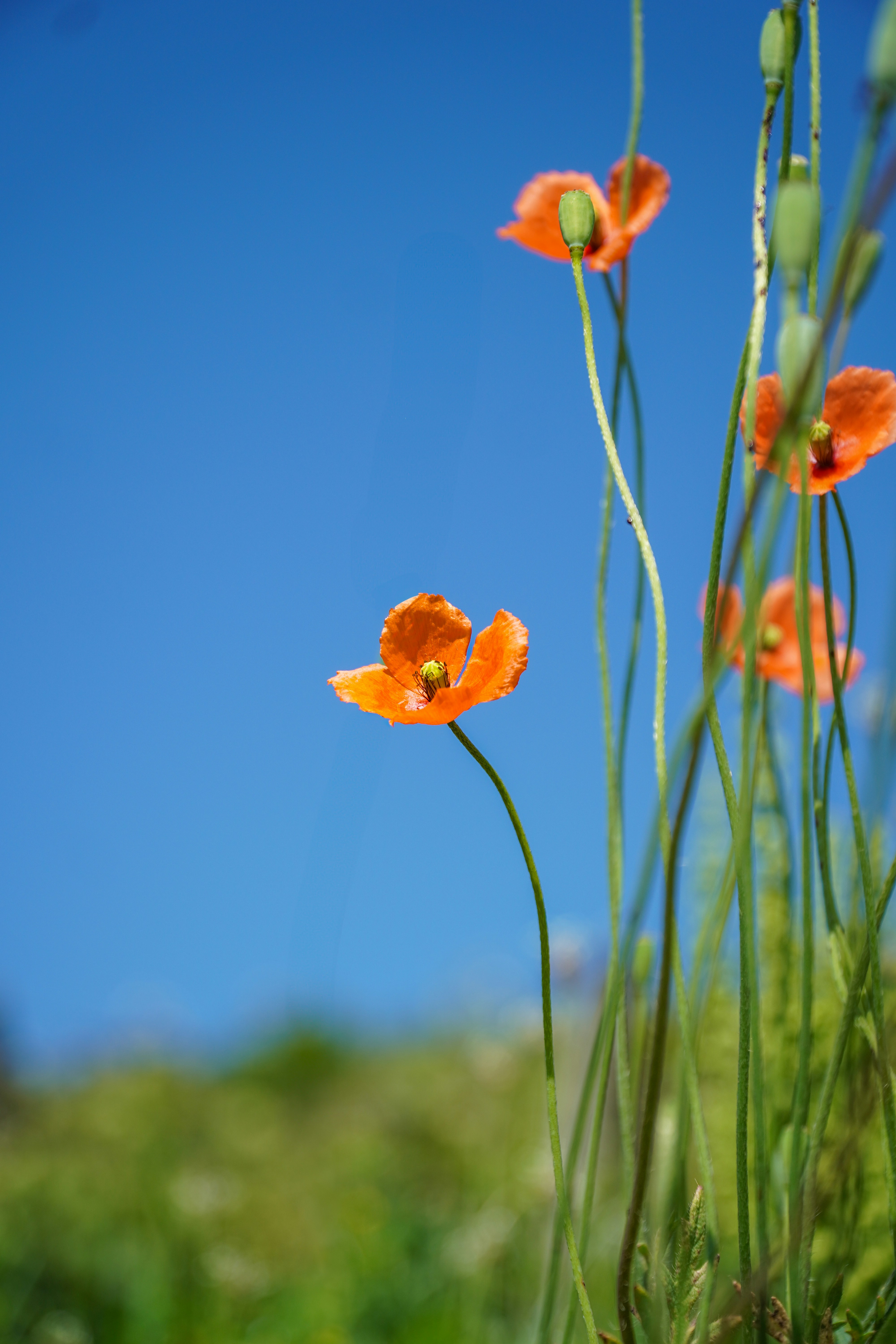 Vallmoblommor