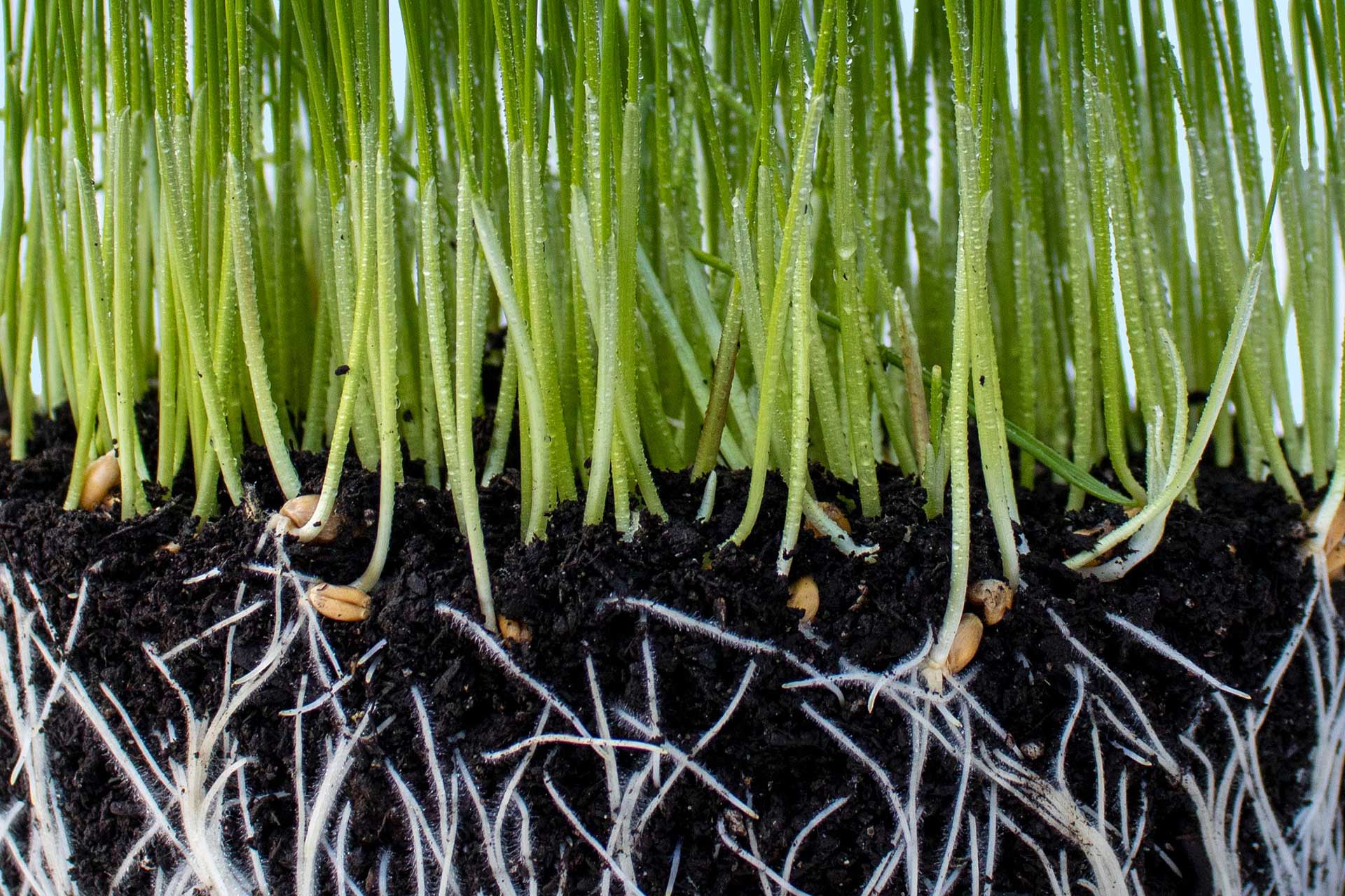 Rötter i jord som skjuter upp gröna skott.
