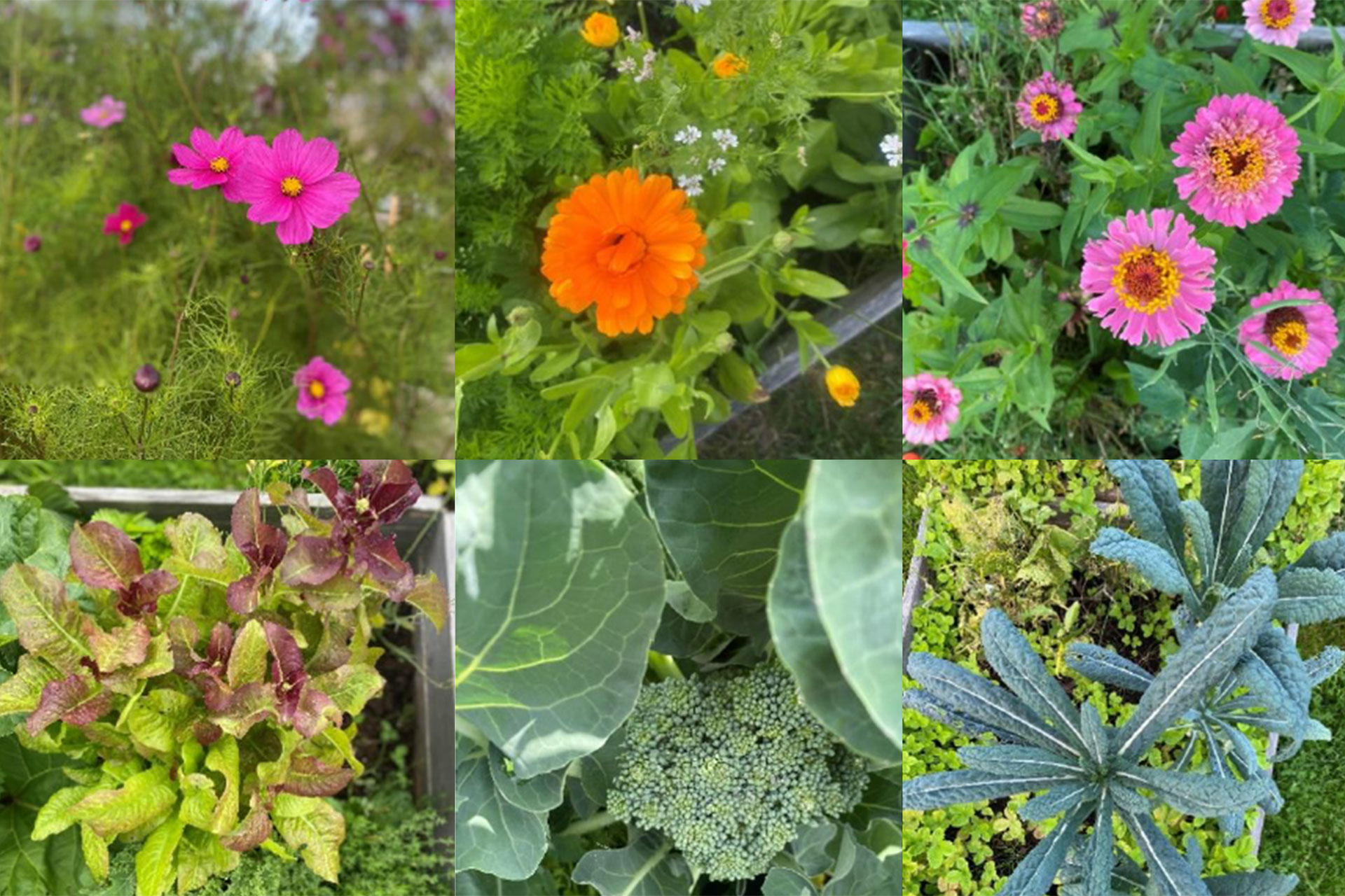 Färgglada blommor och grönsaker av olika sorter. 