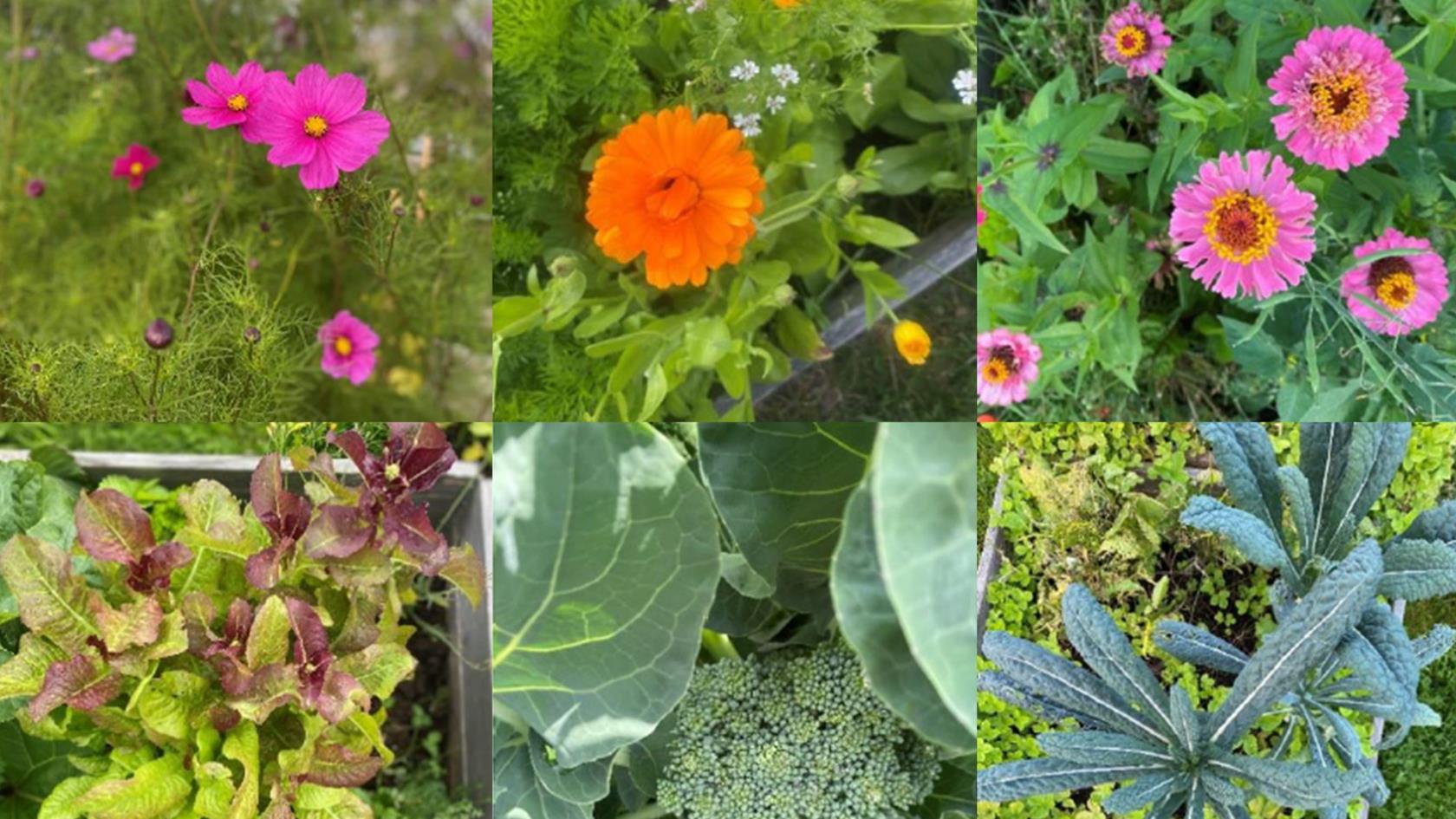 Färgglada blommor och grönsaker av olika sorter. 