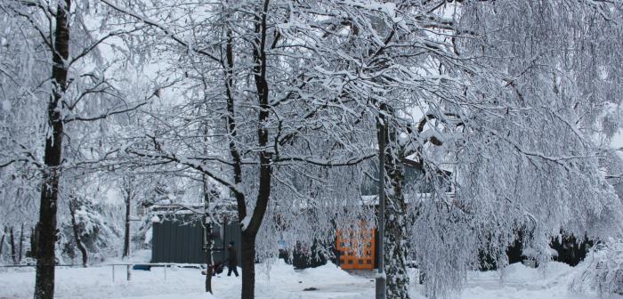 Kaverös kyrka på vintern. Man kan skymta den gula dörren bakom snötäckta björkar.