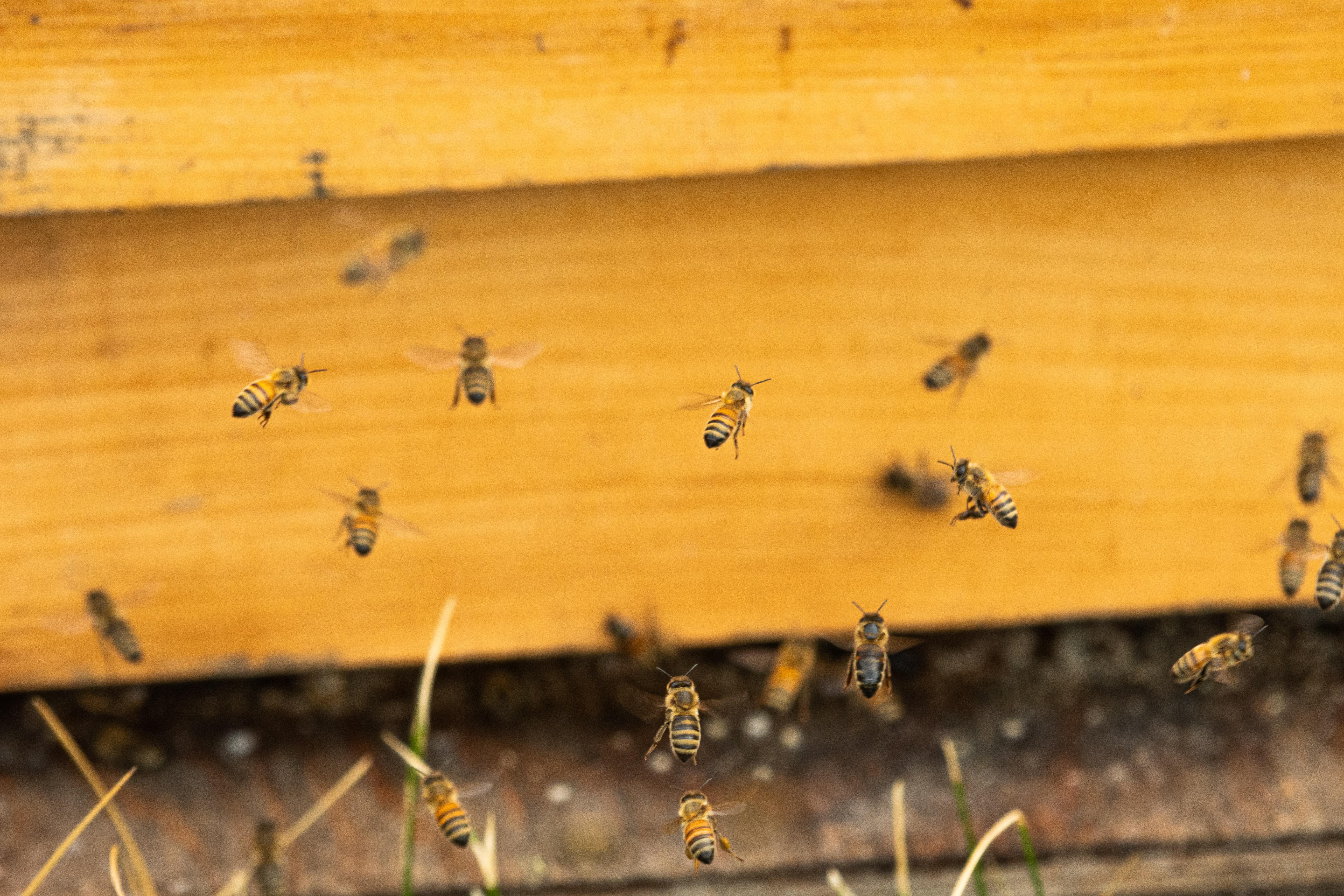 Fliegende Bienen