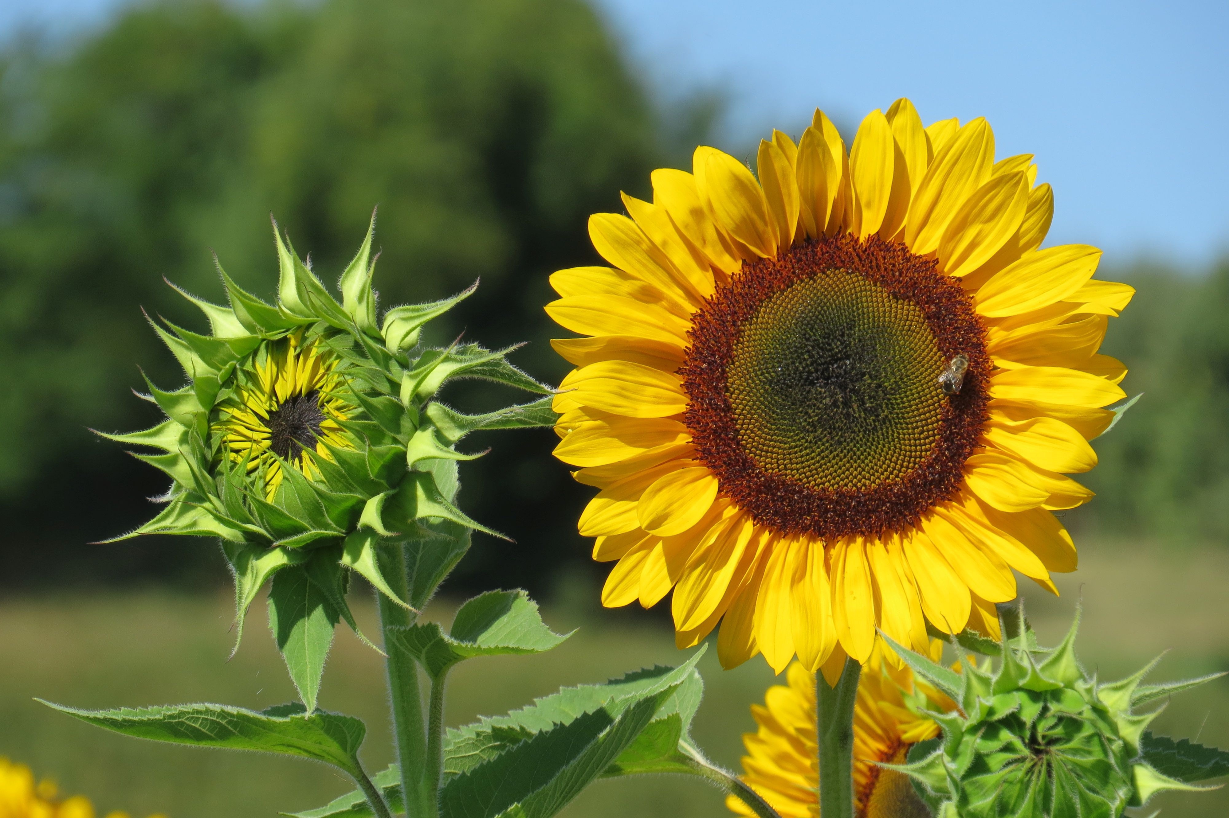 Sonnenblumen, aufgeblüht und Knospe