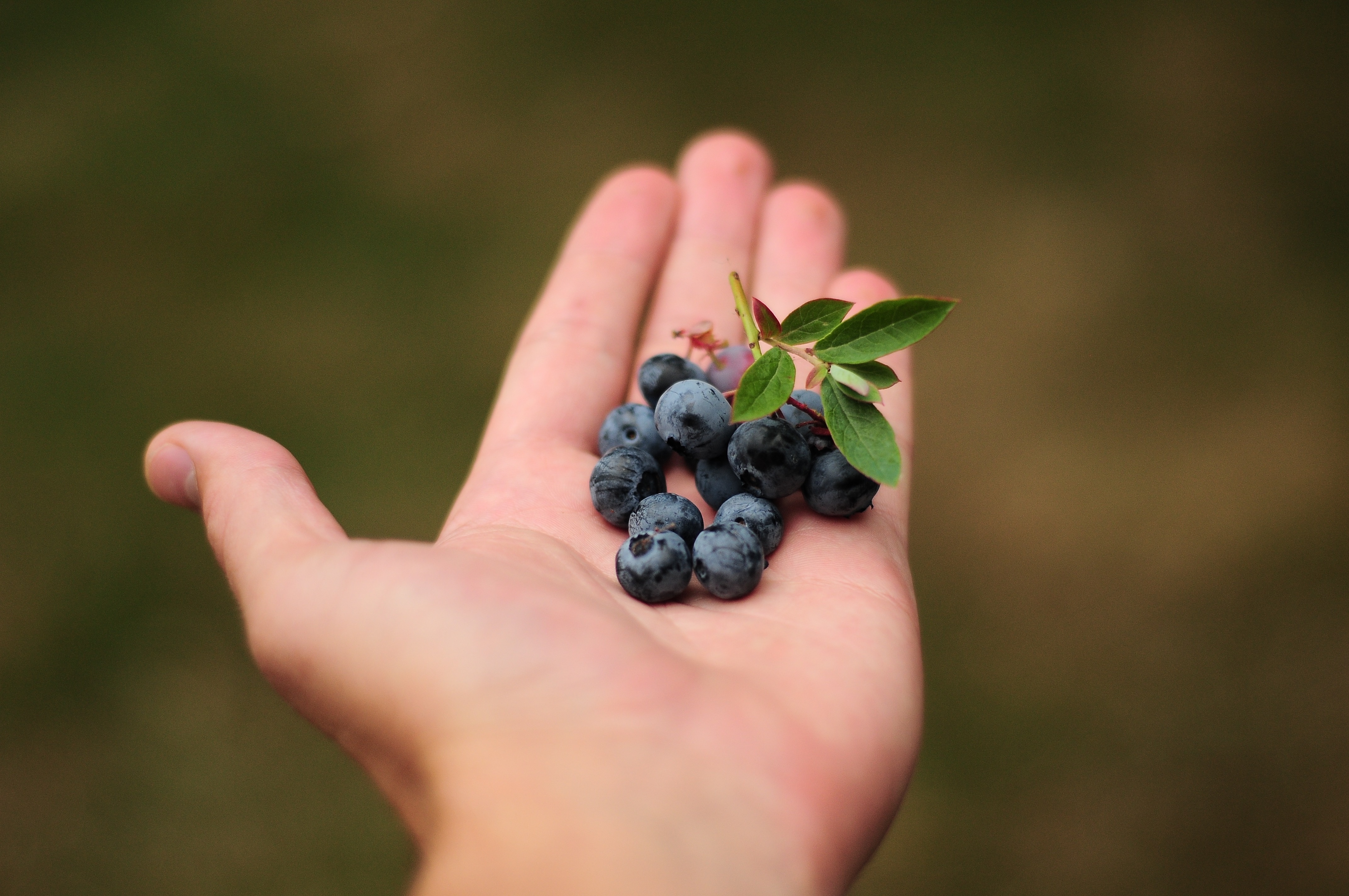 Blaubeeren auf offener Handfläche