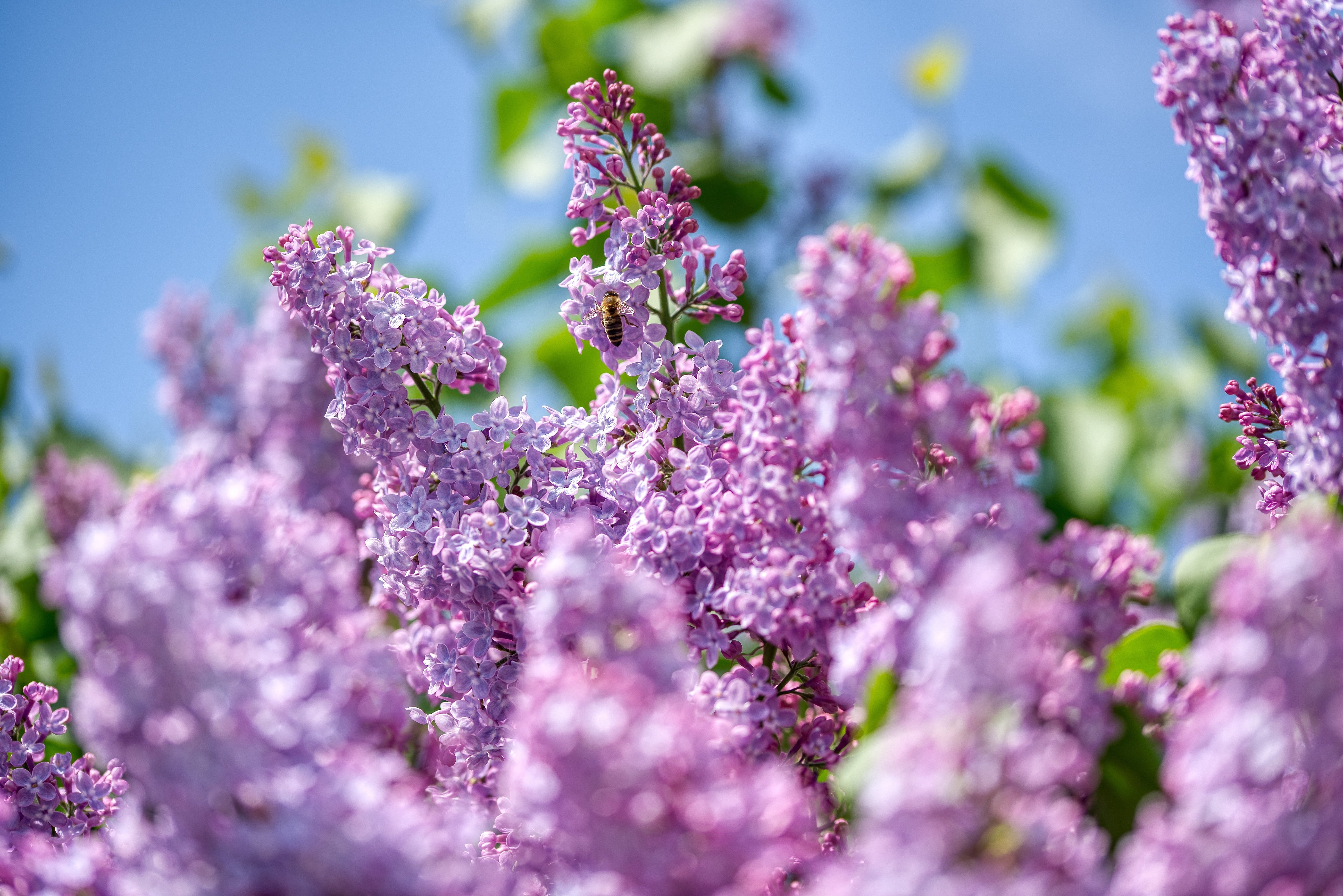 syrenblommor