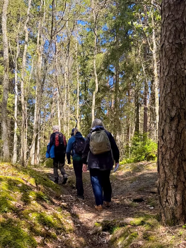 Pilgrimsvandring i skog 2026