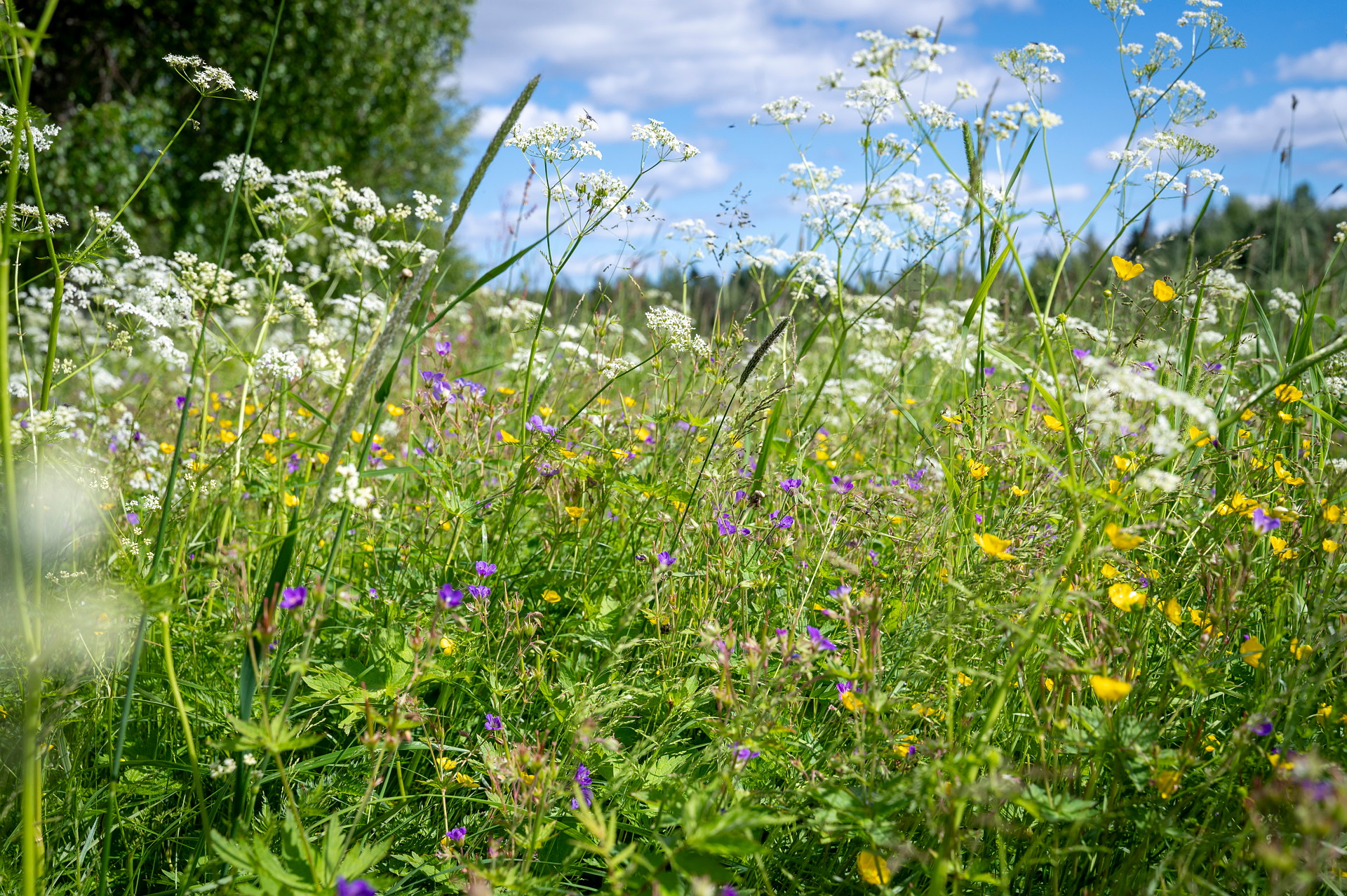 Sommarpaus