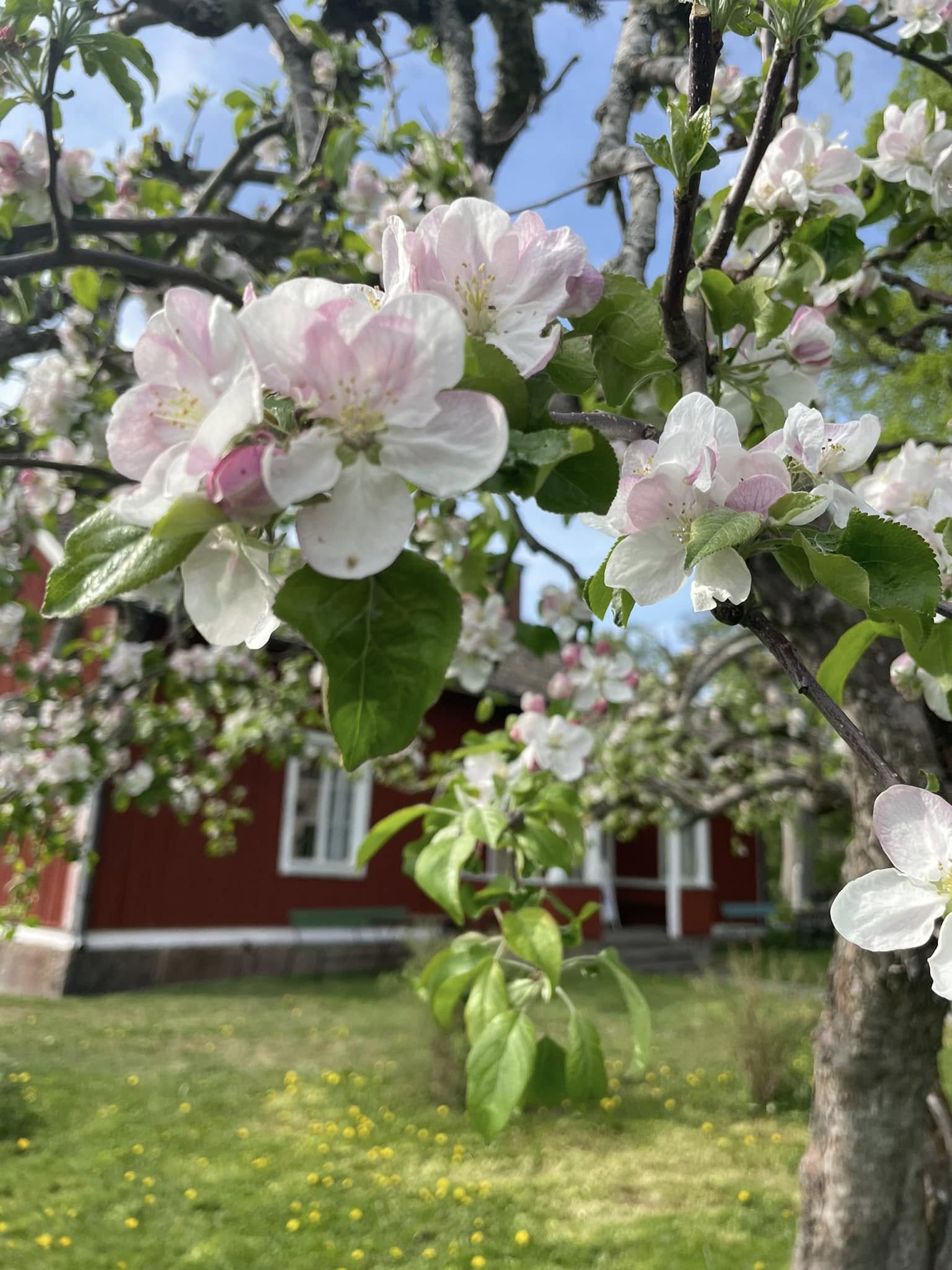 Körsbärsträden står i blom utanför Gamla kyrkskolan i Nysätra