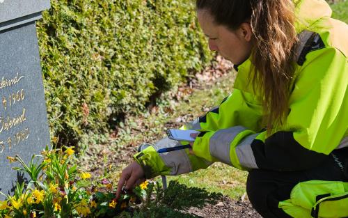 Kyrkogårdsarbetare tar hand om blommor vid gravsten Klosterkyrkogården
