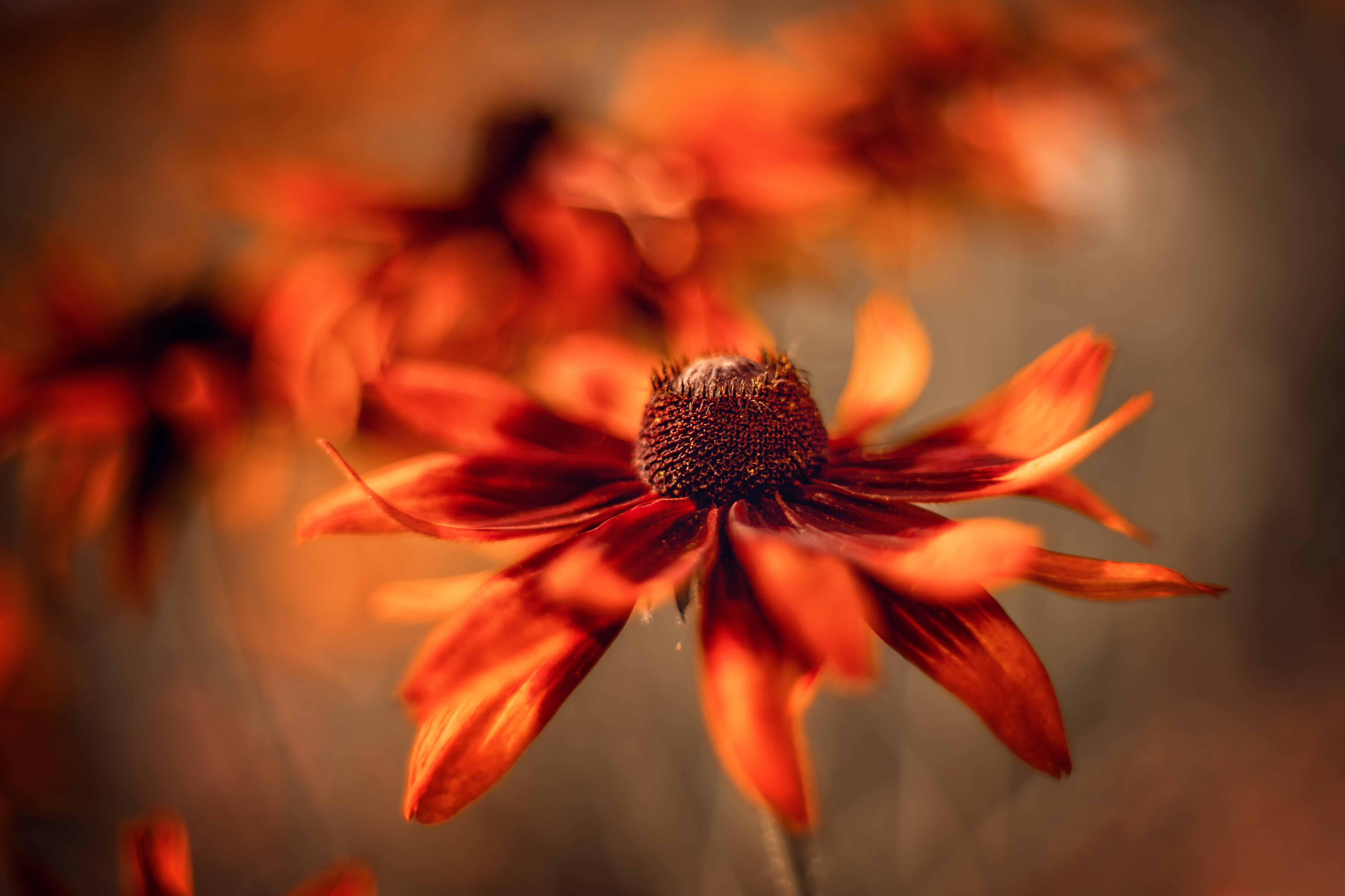 Rudbeckia