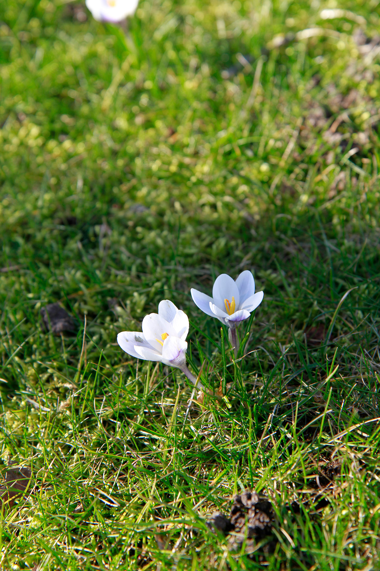 Krokusar i Lövestad kyrkogård