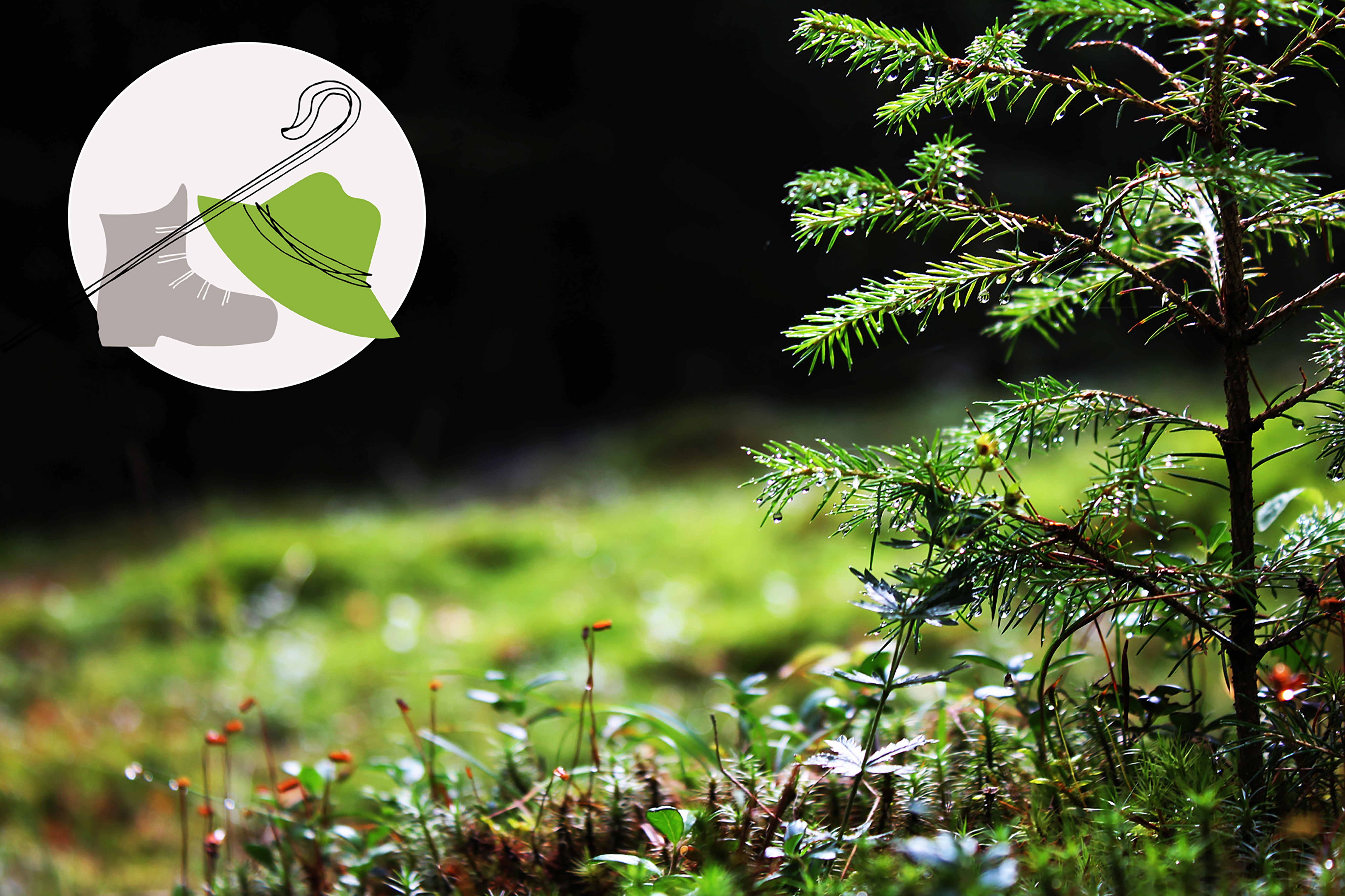 Bild på skogsglänta. 