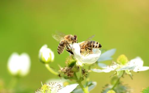 Närbild på två bin som pollinerar vita blommor.