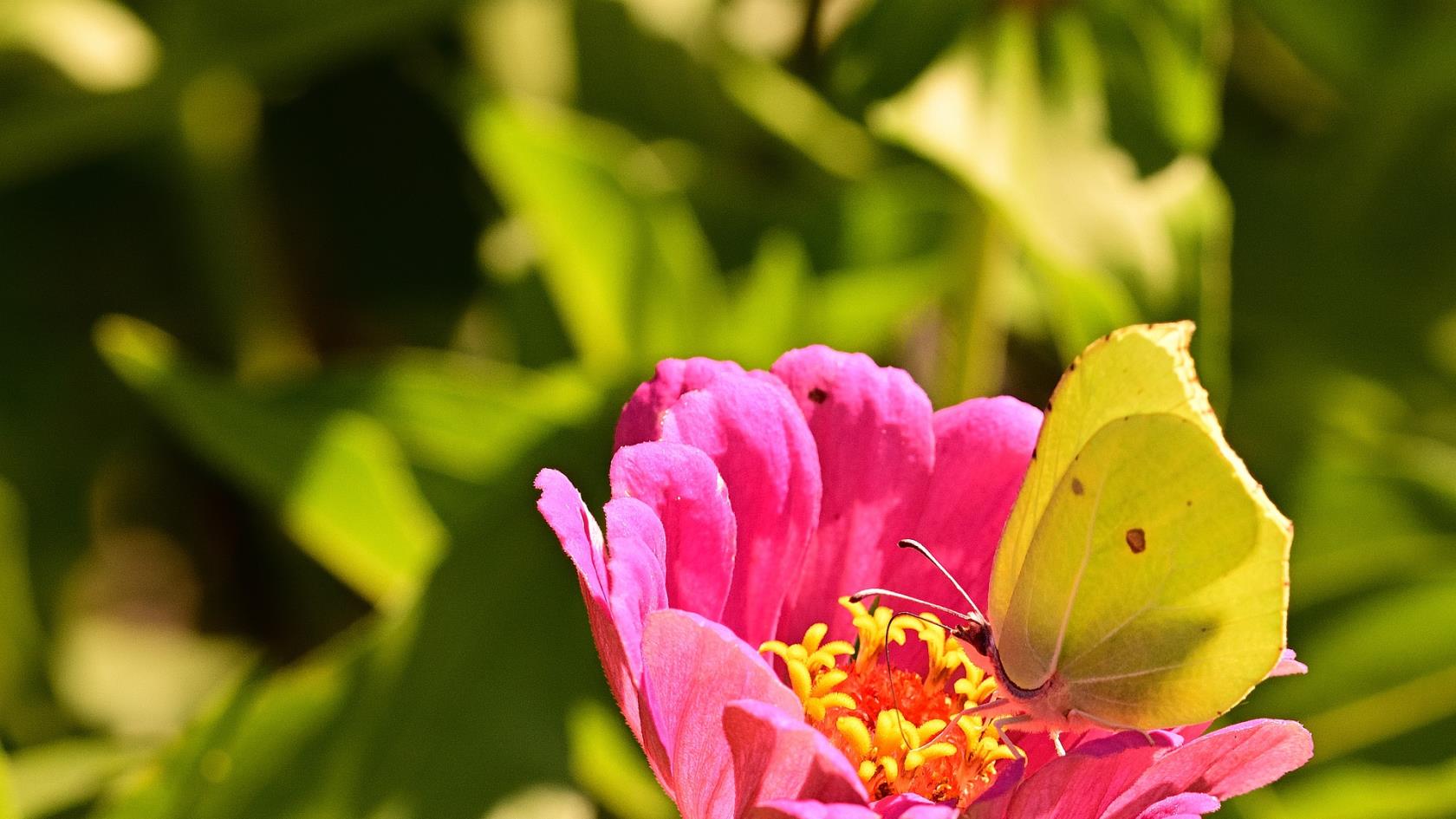 Närbild på gul/grön fjäril som sitter på en rosa blomma.