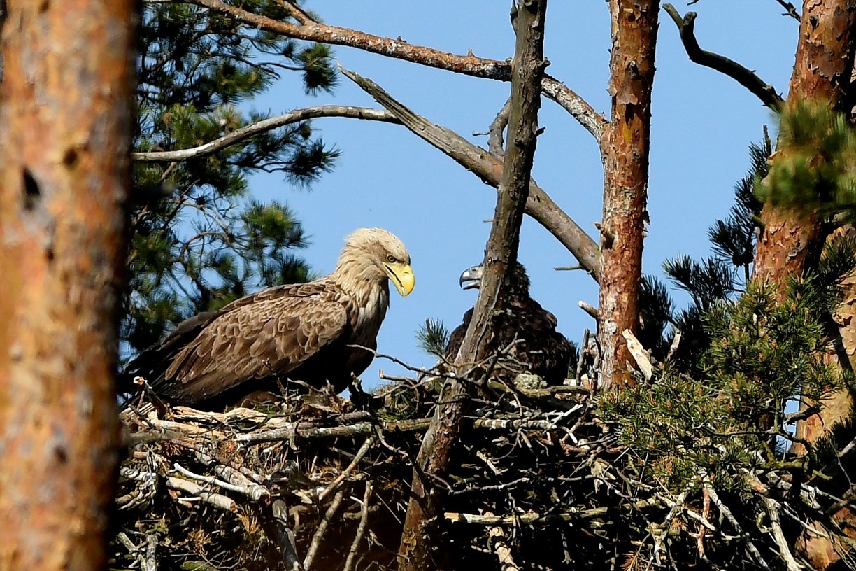Häckande havsörn på kyrkans mark
