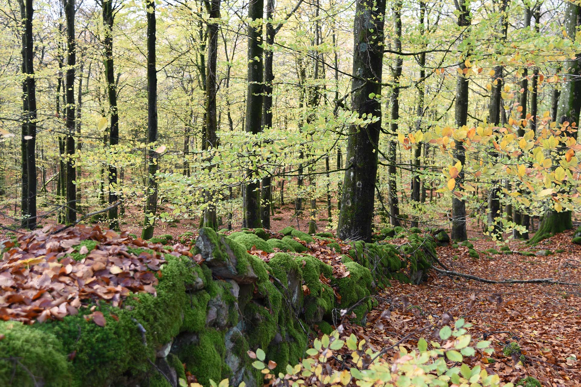 Bokskog i höstfärger.