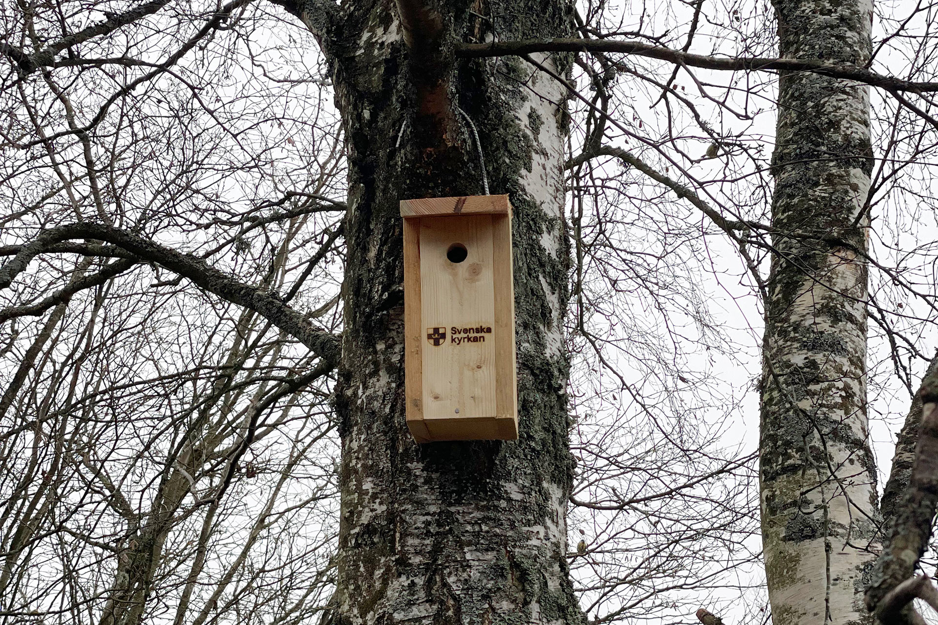 En fågelholk sitter högt uppe i en björk. Björkens grenar är kala. På fågelholken finns en inbränd logotyp där det står Svenska kyrkan. 