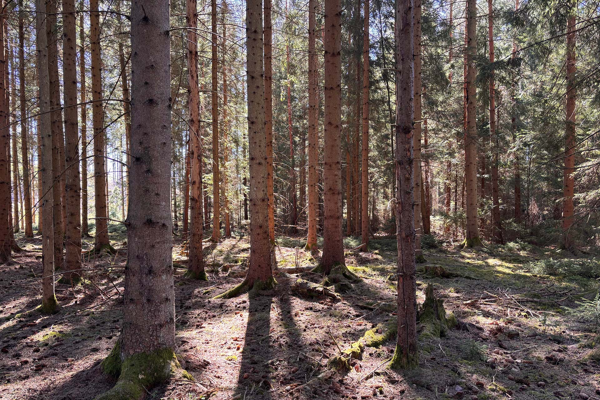 Solljuset strilar in i en barrskog.