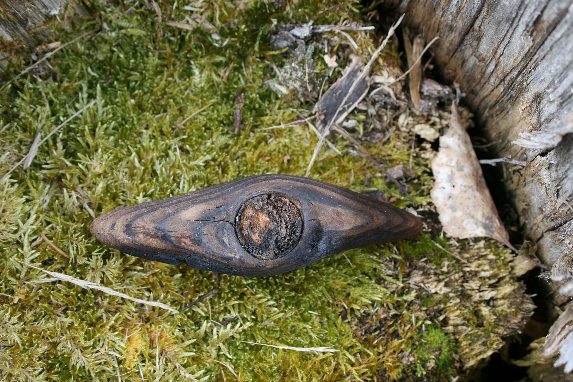 Kolbit på grön mossa.