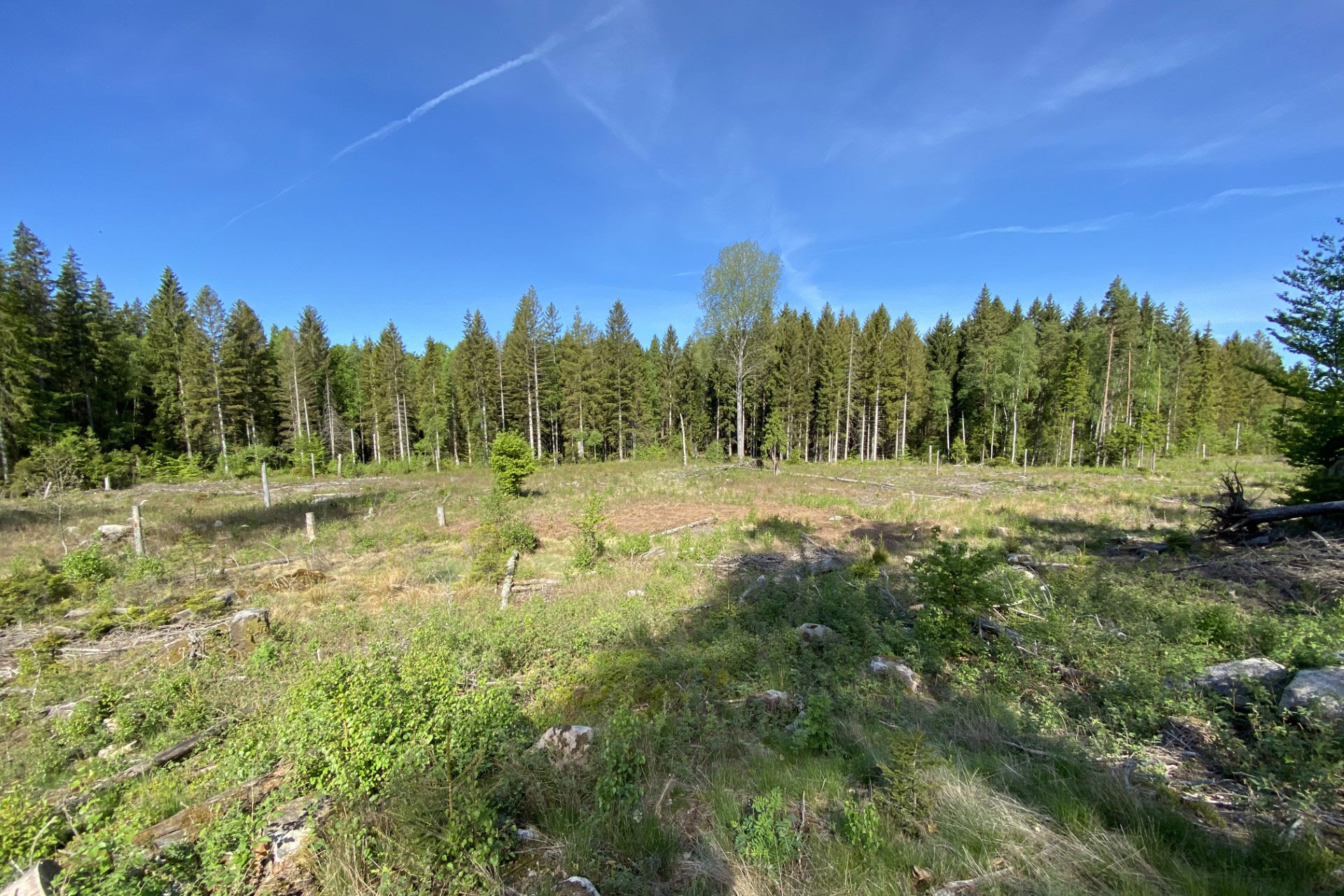 En öppen skogsglänta. I bakgrunden granar och lövträd mot blå himmel. 