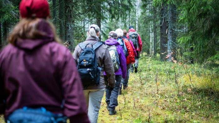 Ett led av pilgrimer på vandring genom en grön granskog. 