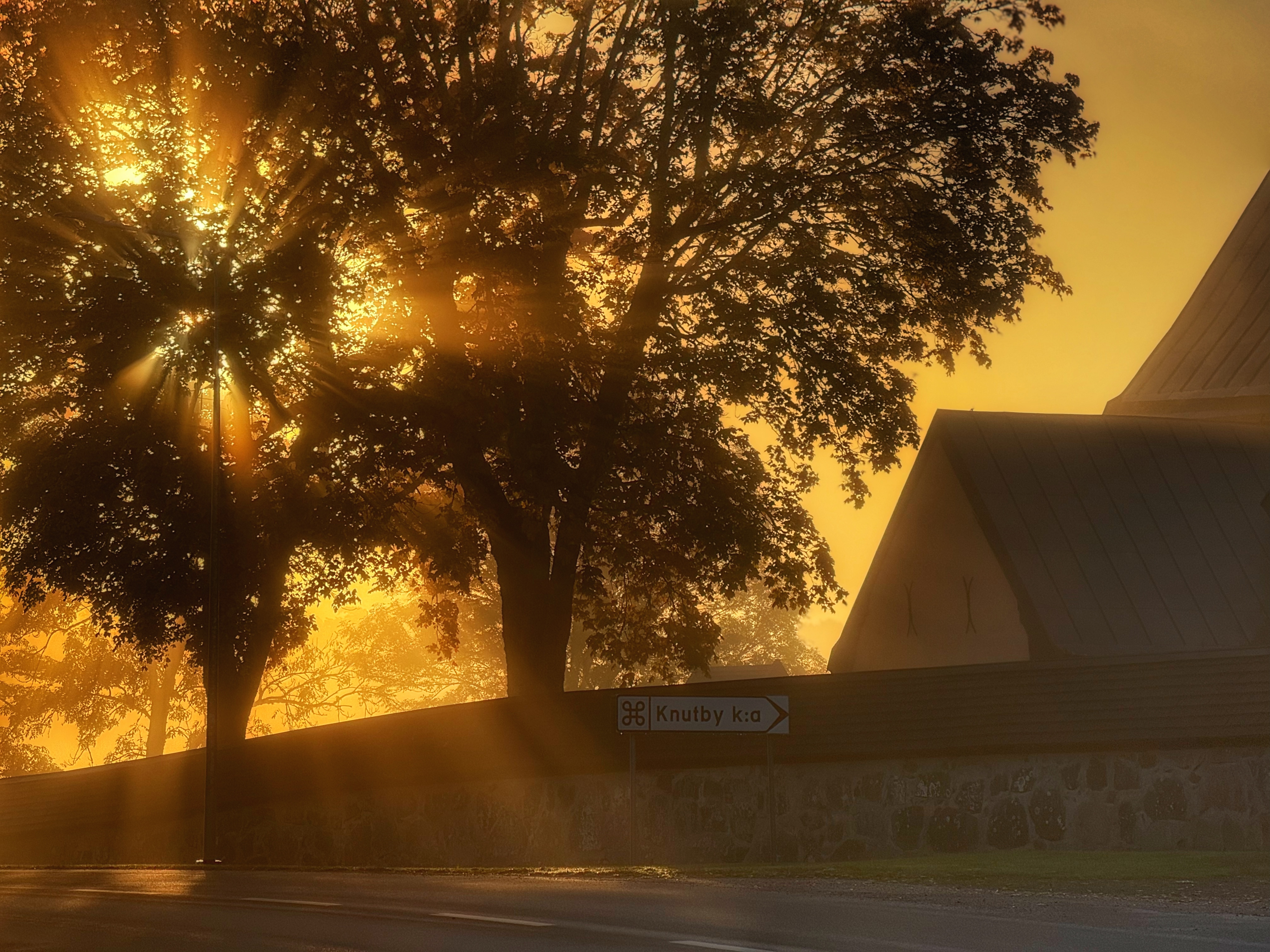 Morningglory
