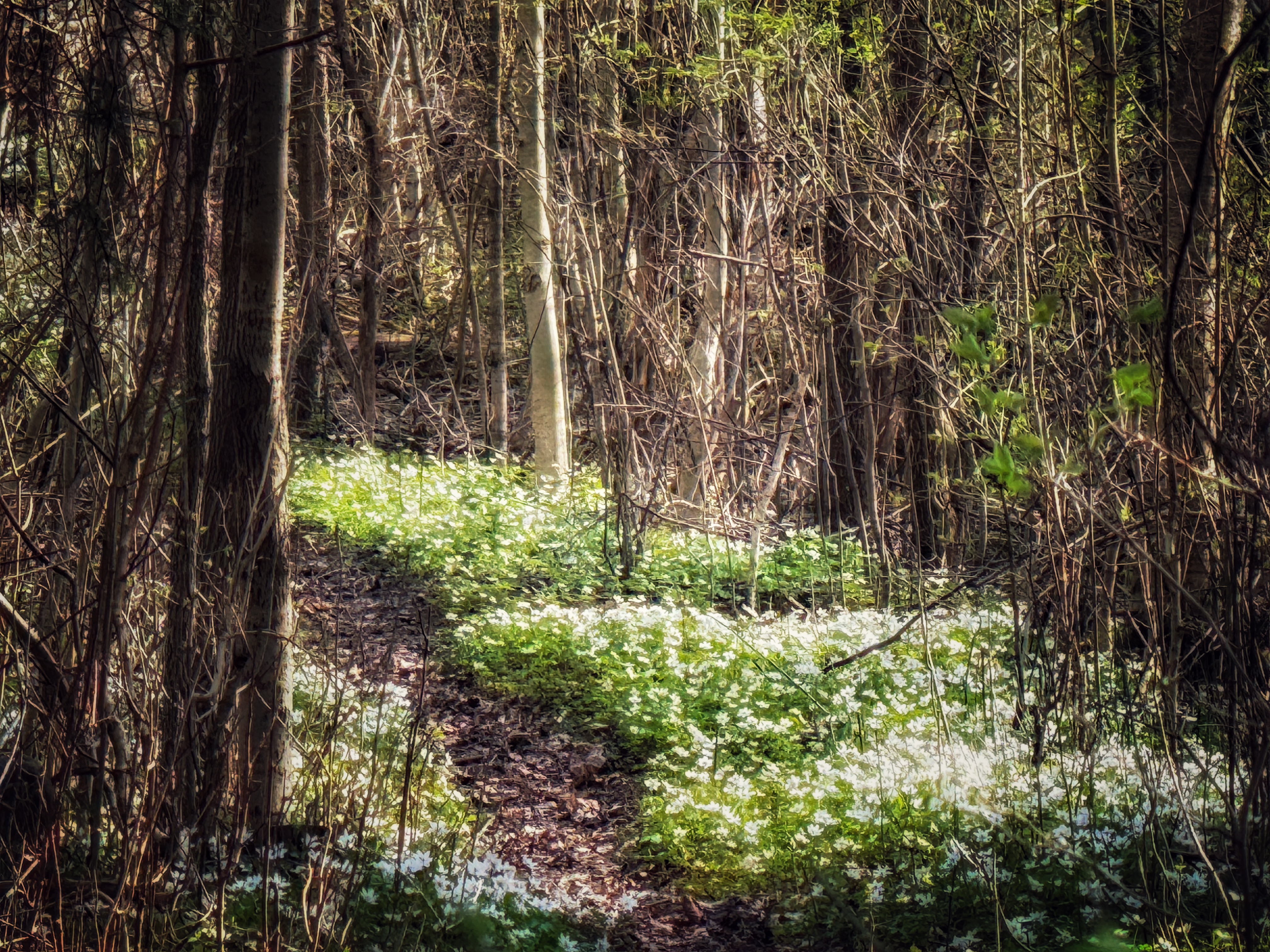 vårblommor vitsippor