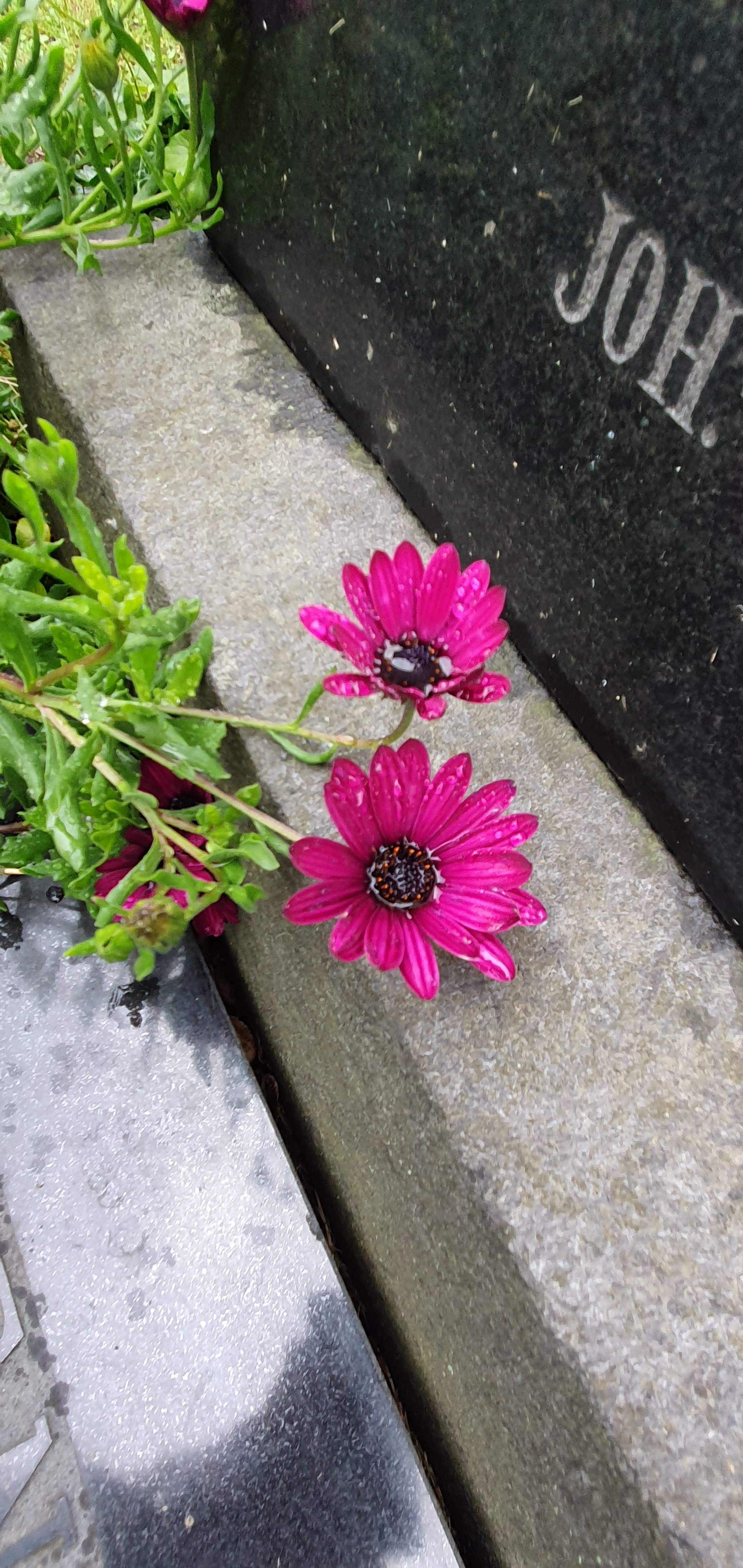 Blomma vid en gravsten