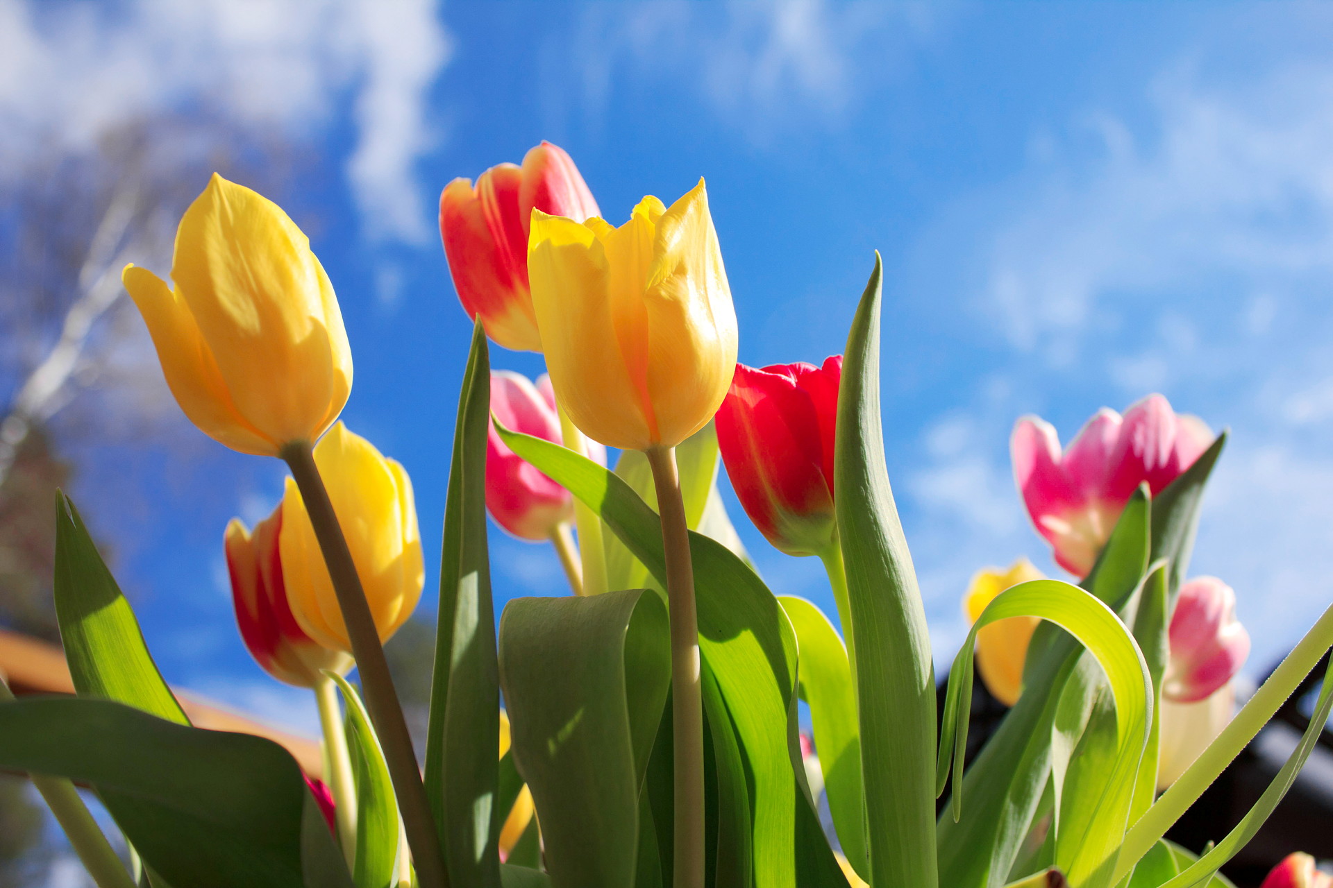 Tulpaner mot blå himmel