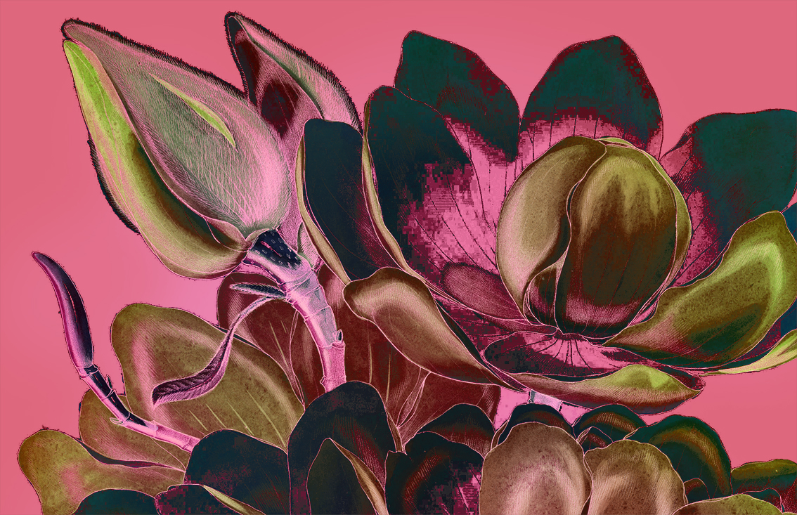 bloom
