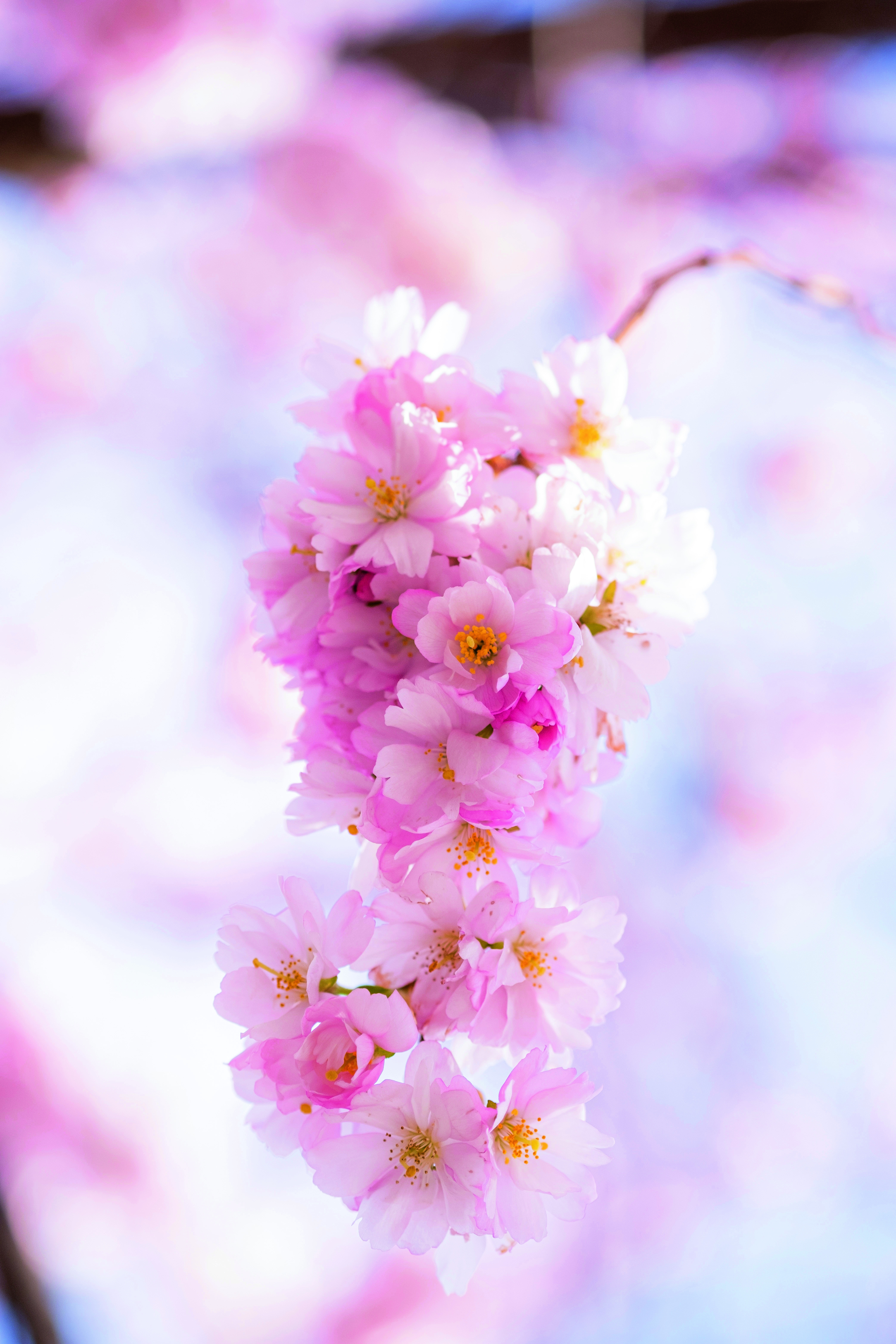 blommor
