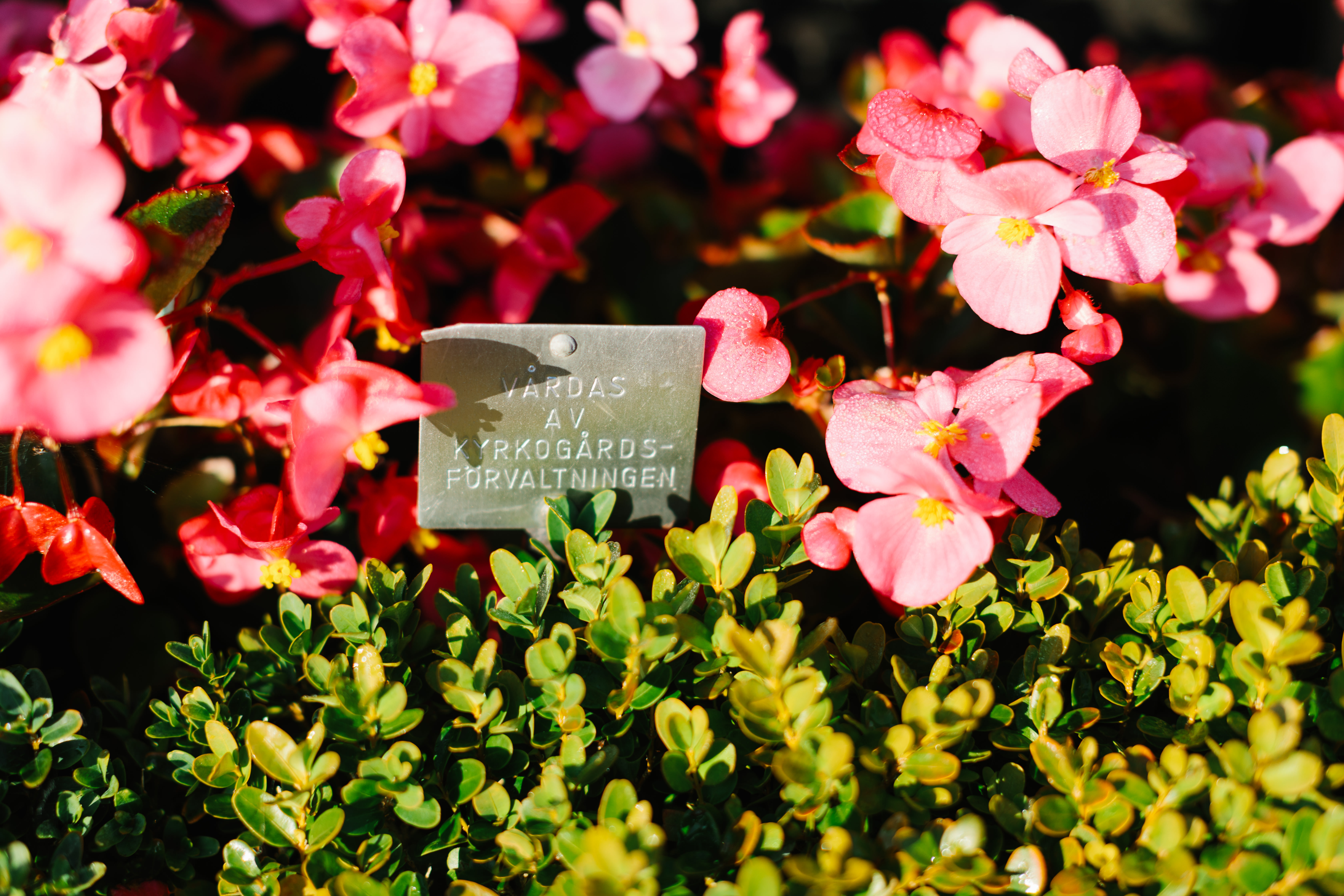 Blommor på kyrkogård