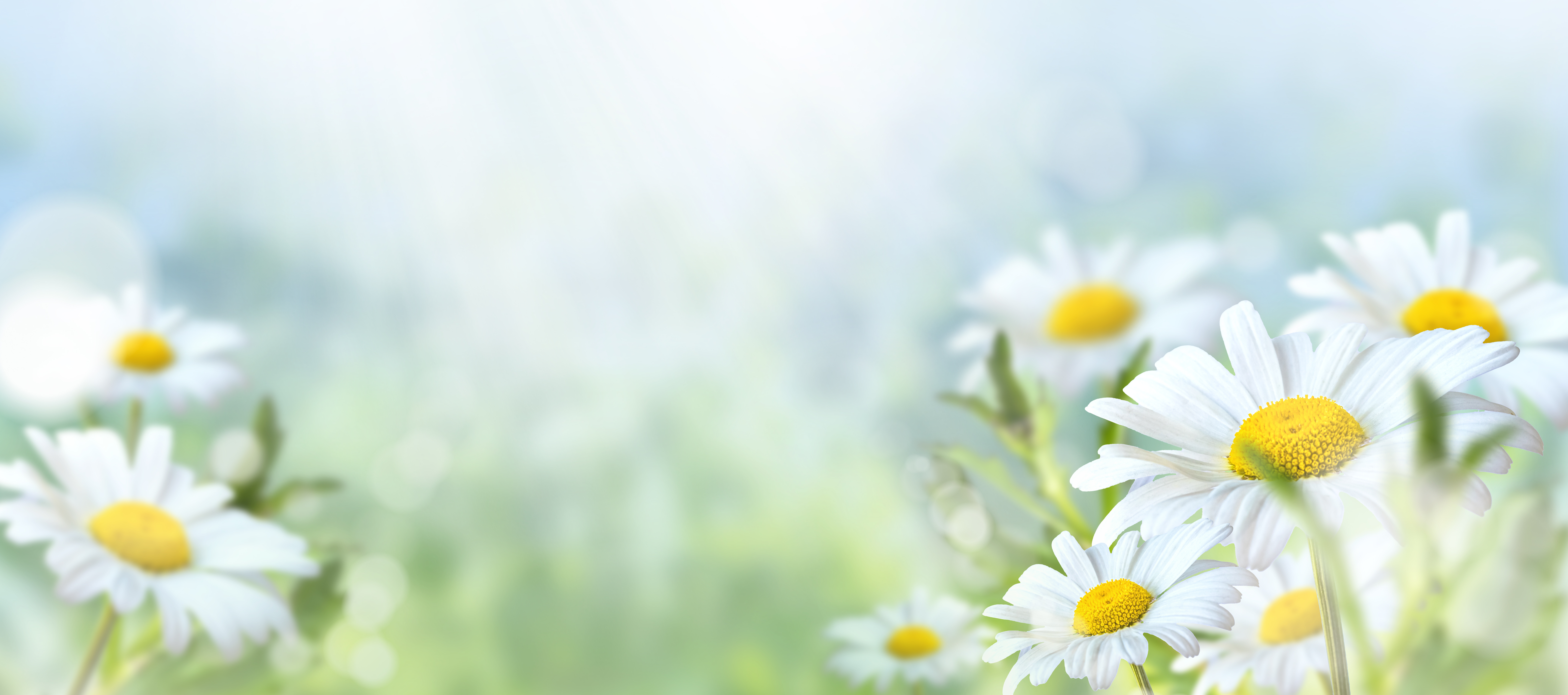 Prästkragar i motljus