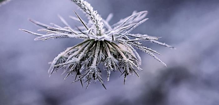 Vissen blomma med vinterfrost på.