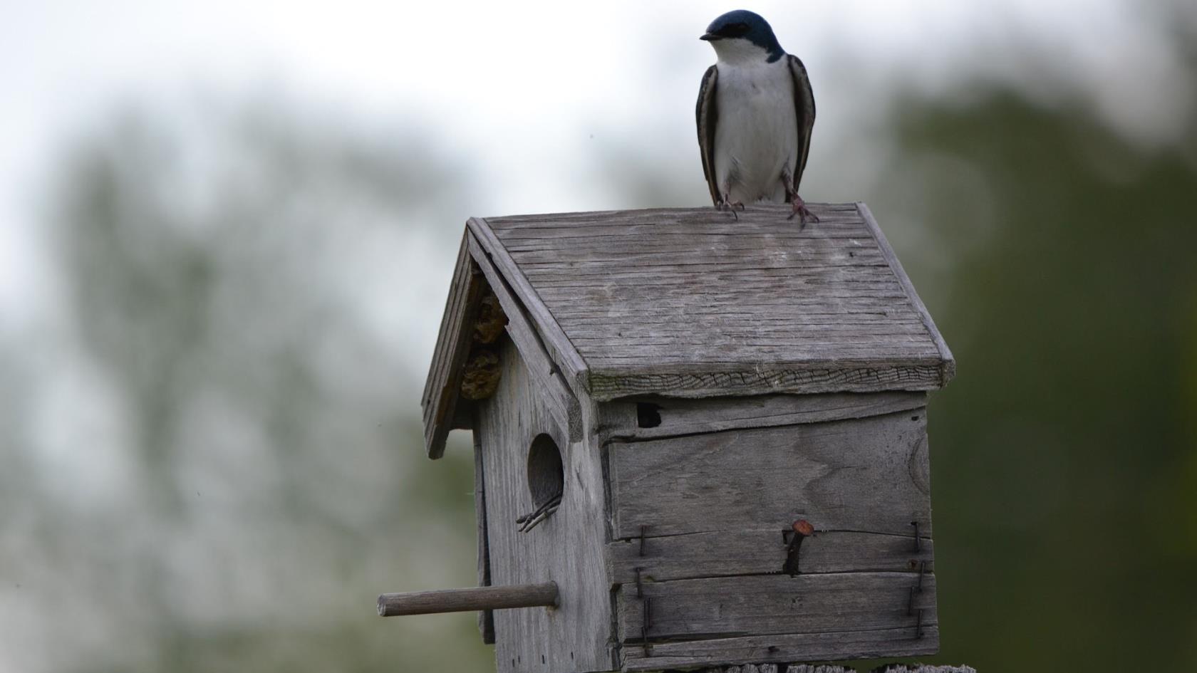 Fågel sitter på taket till fågelholk.