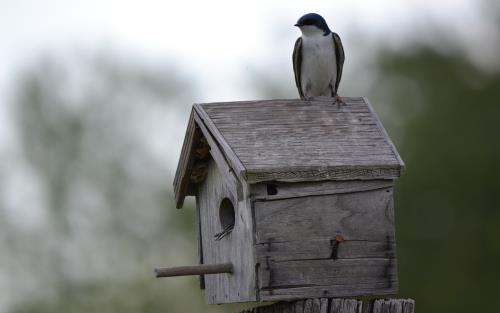 Fågel sitter på taket till fågelholk.