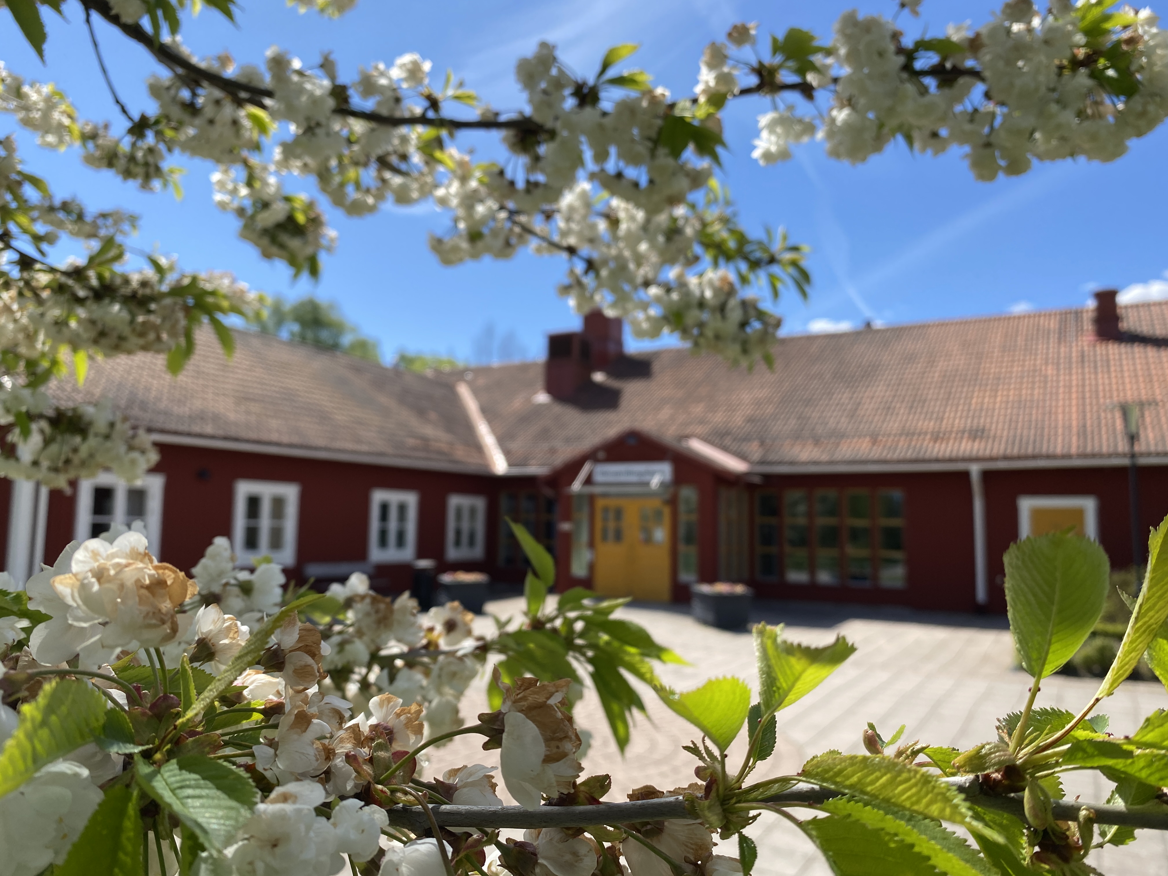 Församlingshemmet i bakgrunden. Vackra blommande trädgrenar i förgrunden.