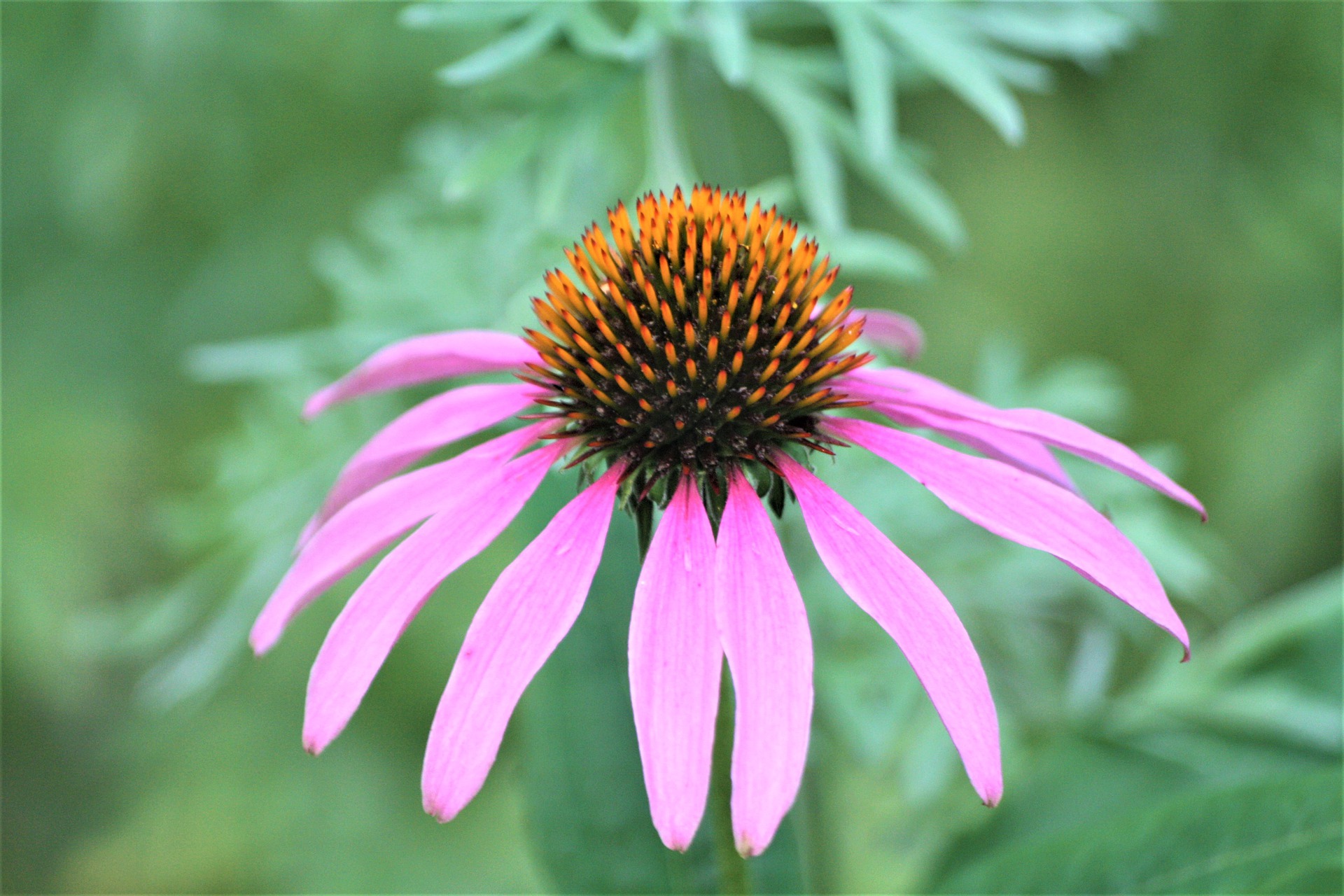 Rudbeckia
