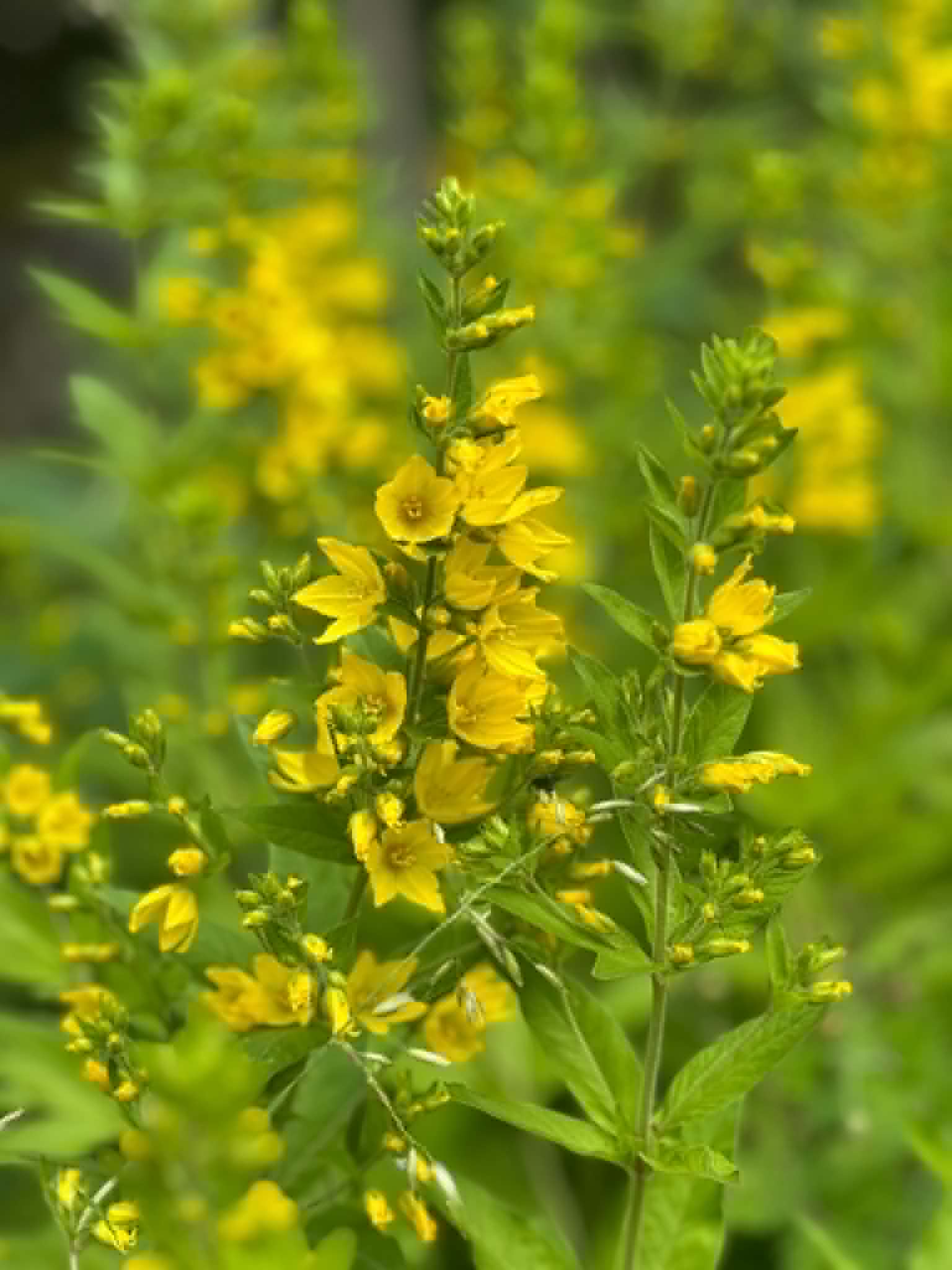 Gula blommor efter vägkanten