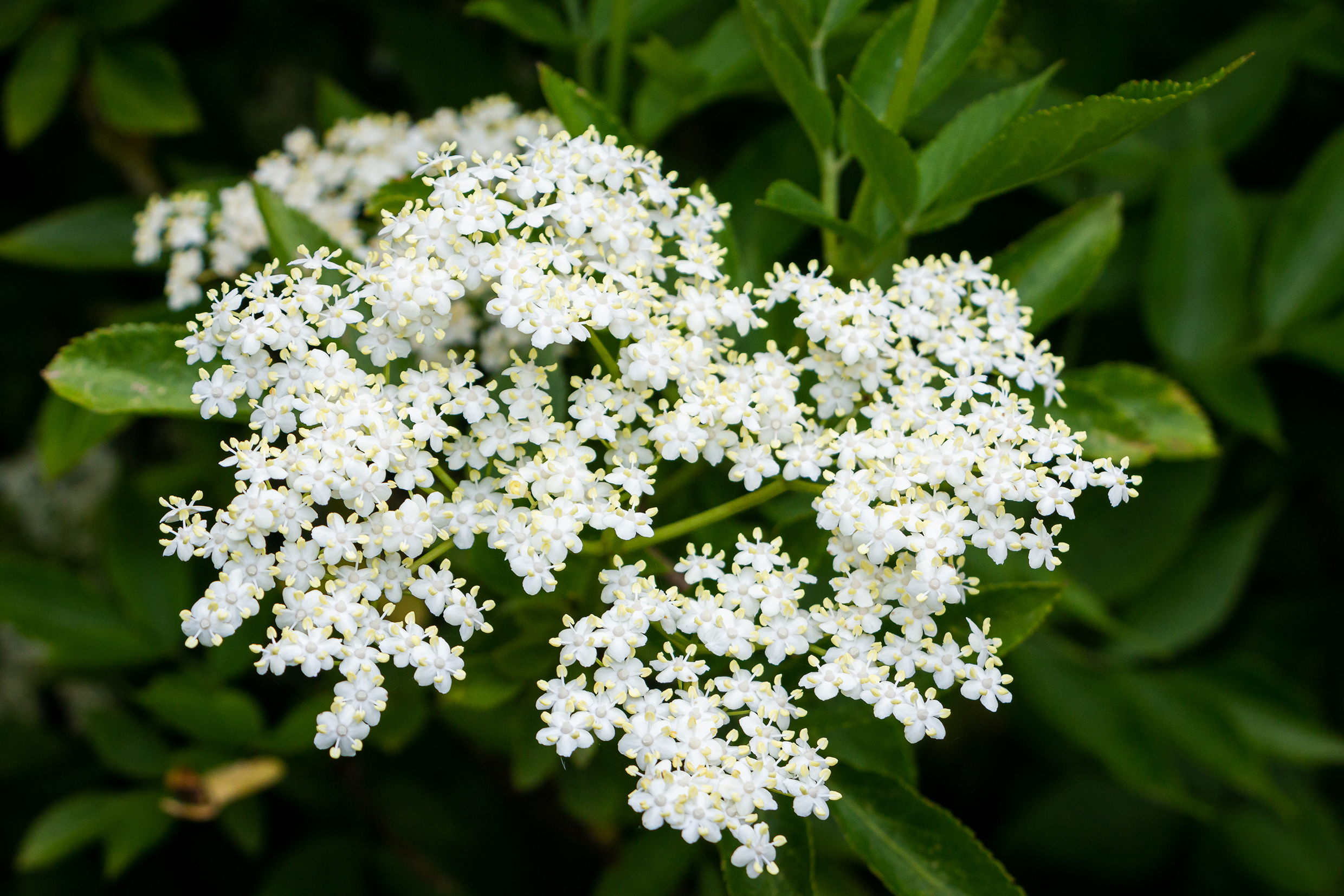 Fläderblomma